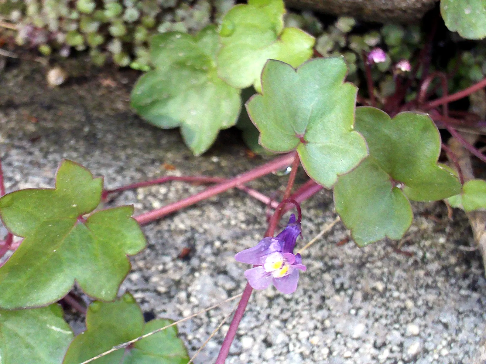Kenilworth Ivy (Cymbalaria Muralis) — lavender and multi-colored and white flowers in the garden; scalloped leaves measuring just 1 to 3 inches, image 133