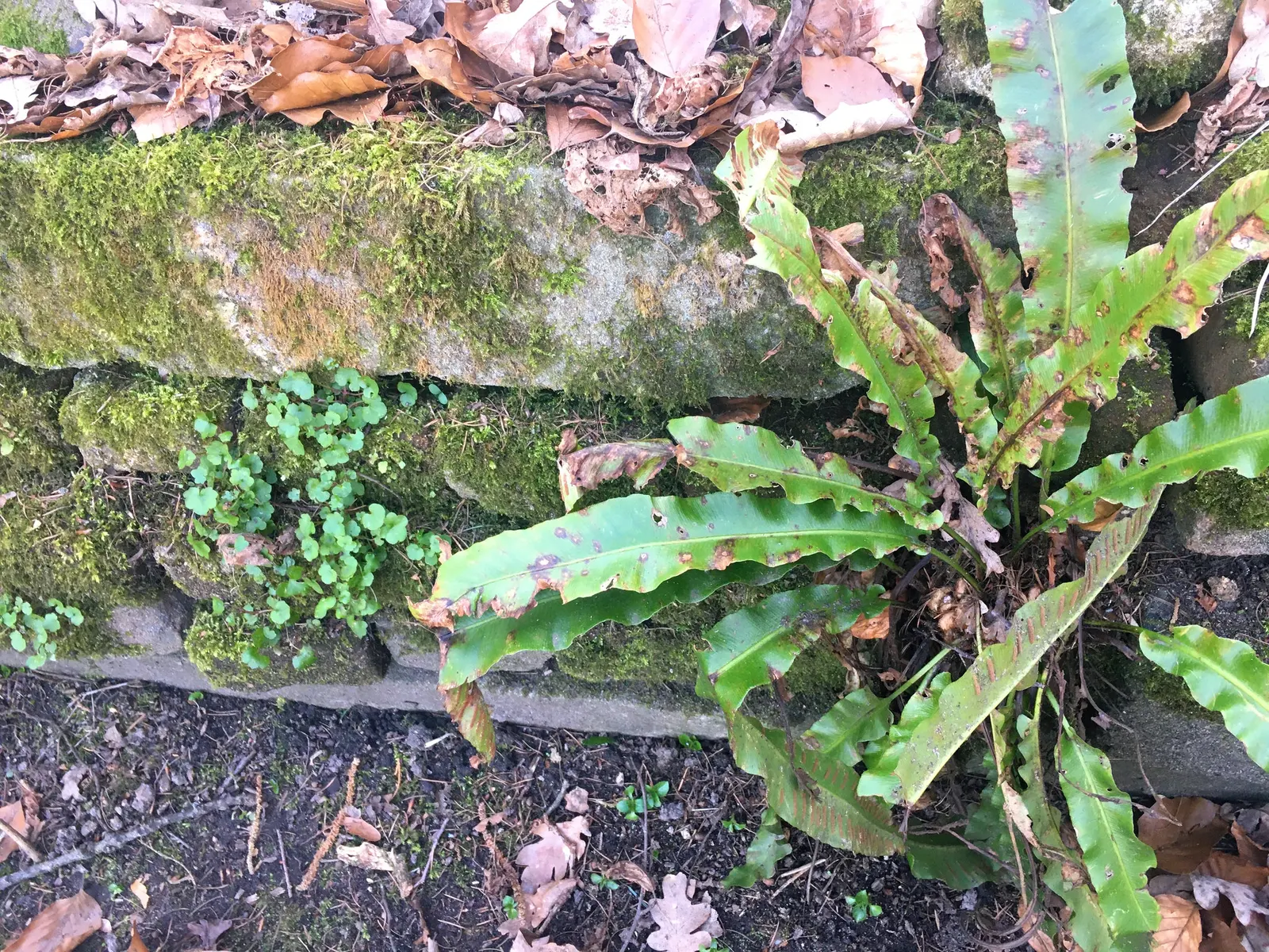 Kenilworth Ivy (Cymbalaria Muralis) — it prefers well-draining soil rich in organic matter.<br><br>Due to its trailing habit and modest height; kenilworth Ivy