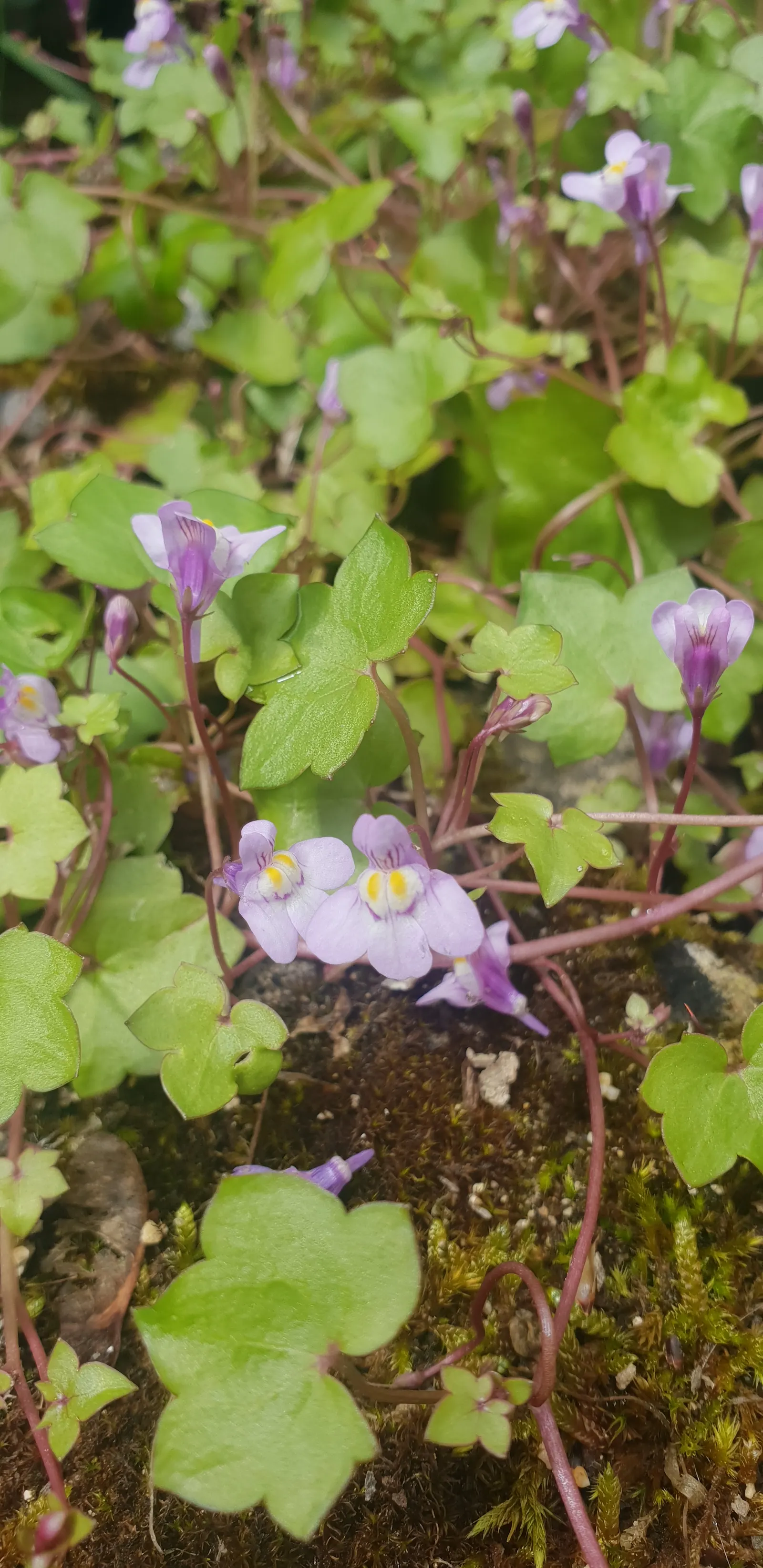 Kenilworth Ivy (Cymbalaria Muralis) — particularly in drier climates or seasons