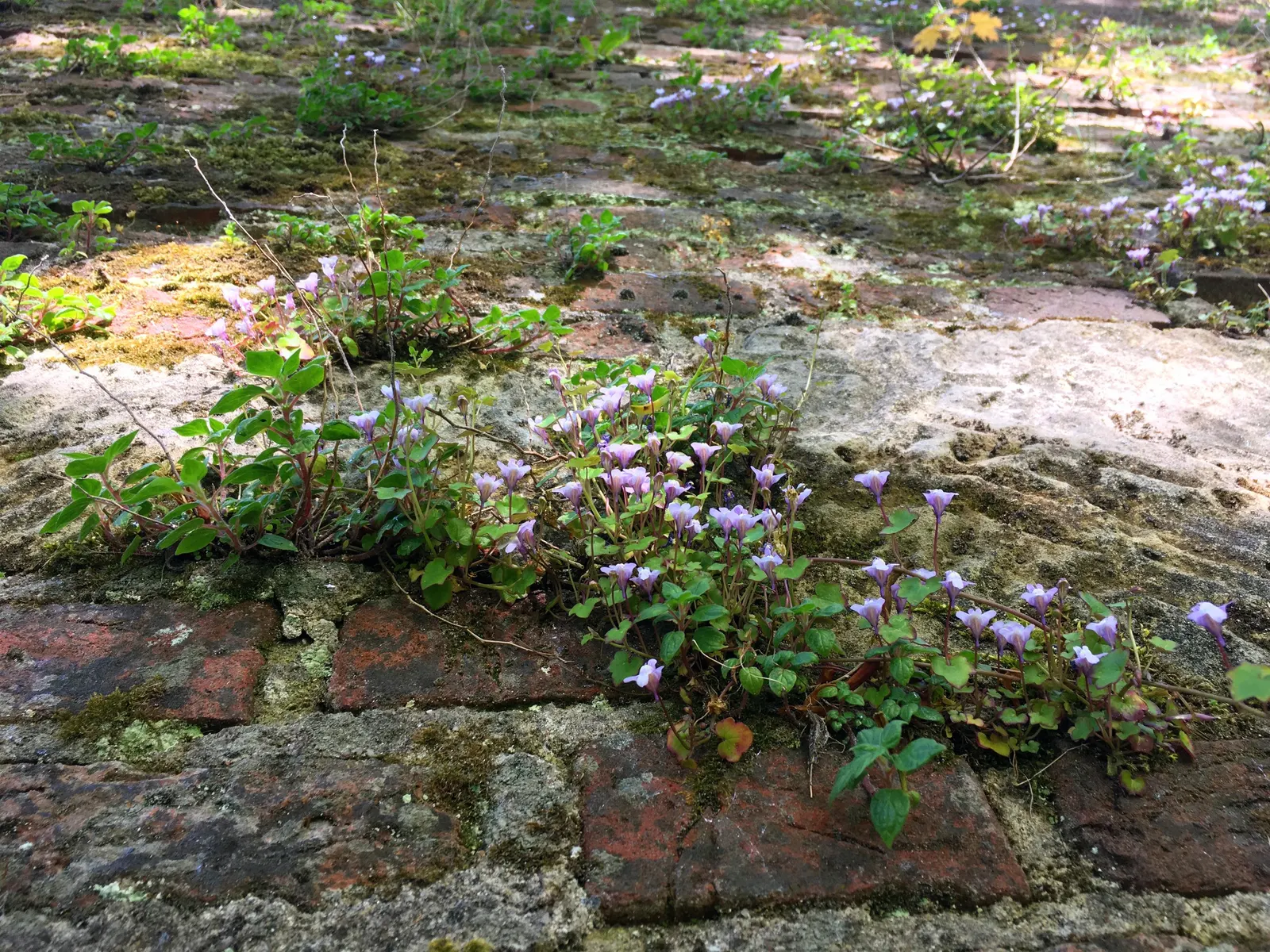 Kenilworth Ivy (Cymbalaria Muralis) — it prefers well-draining soil rich in organic matter.<br><br>Due to its trailing habit and modest height, image 70