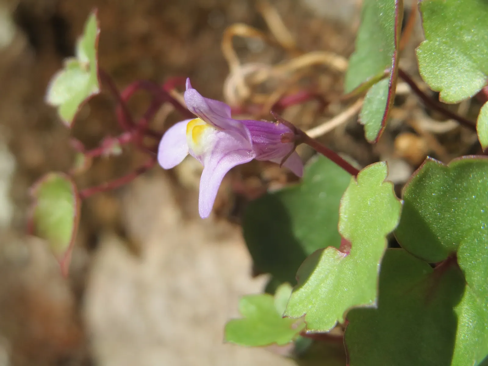 Kenilworth Ivy (Cymbalaria Muralis) — Kenilworth Ivy (Cymbalaria muralis) is a charming, trailing perennial ideal for shade gardens; its prolific, image 82