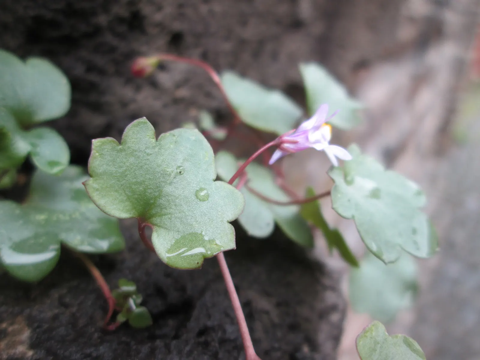 Kenilworth Ivy (Cymbalaria Muralis) — Cymbalaria muralis is an excellent choice for cascading over walls; native to Europe and the Mediterranean, image 71