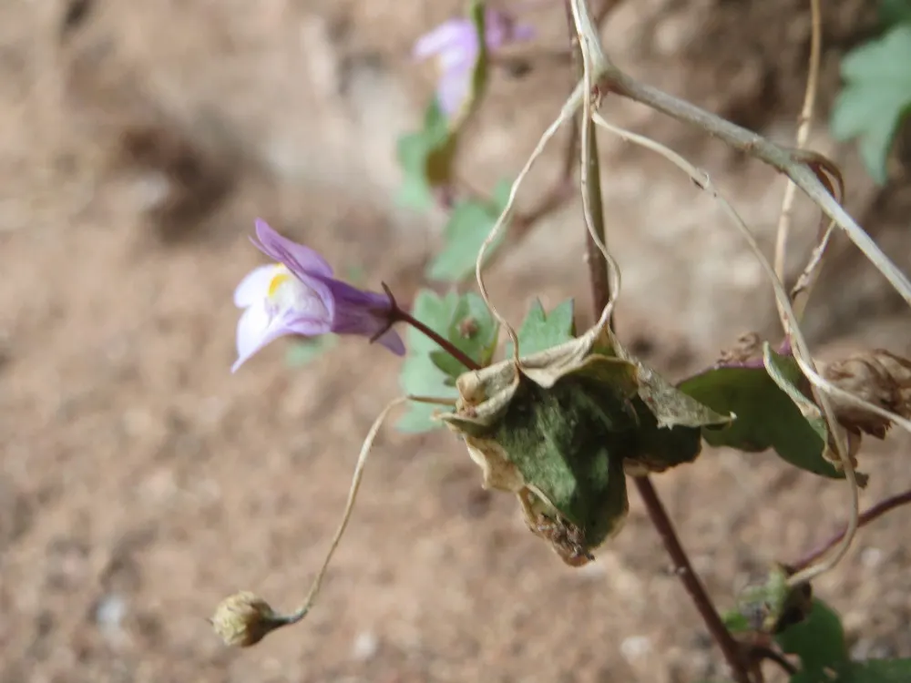 Kenilworth Ivy (Cymbalaria Muralis) — scalloped leaves measuring just 1 to 3 inches across; each flower spans approximately 0.5 inches in, image 118