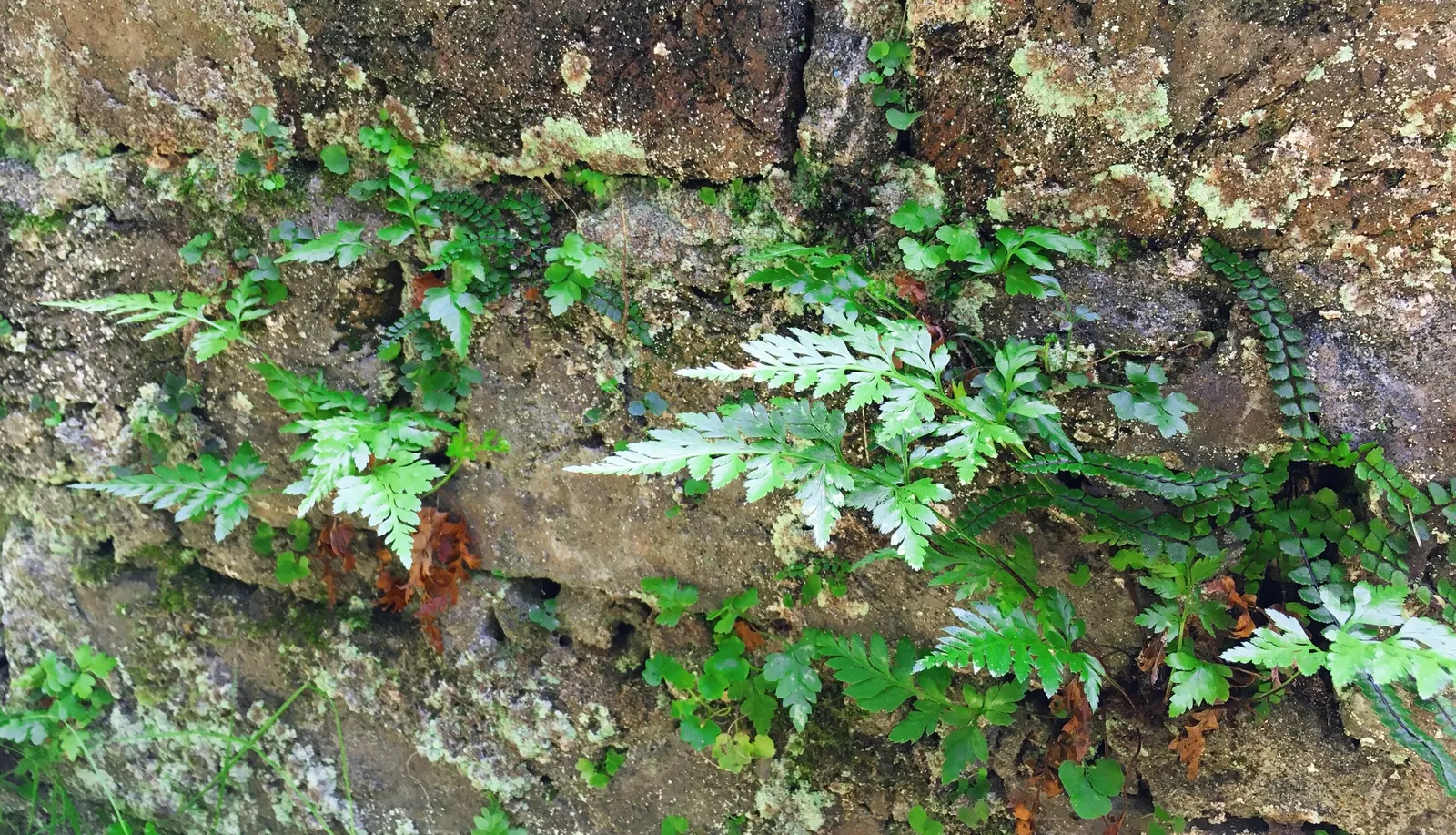 Kenilworth Ivy (Cymbalaria Muralis) — perennial for deep shade or shade; clients will appreciate its unassuming beauty and the touch of whimsy it adds to their