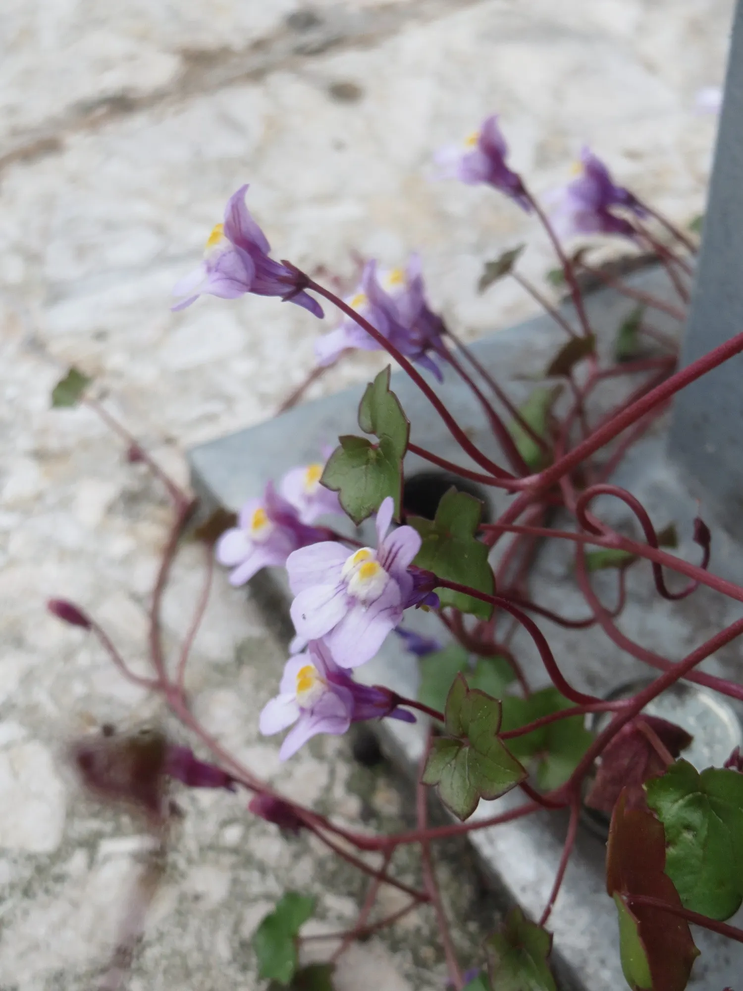 Kenilworth Ivy (Cymbalaria Muralis) — It requires moderate watering; this vining plant is famed for its petite, image 129
