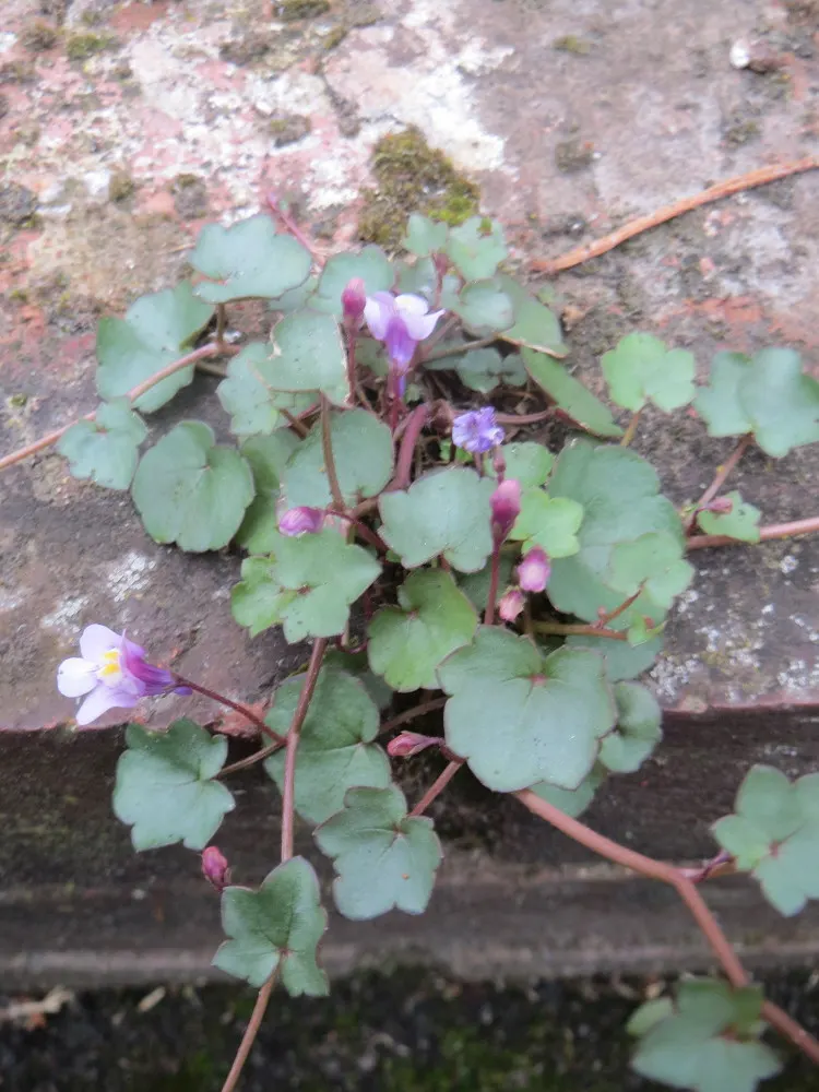 Kenilworth Ivy (Cymbalaria Muralis) — or planting in rock gardens; particularly in drier climates or seasons