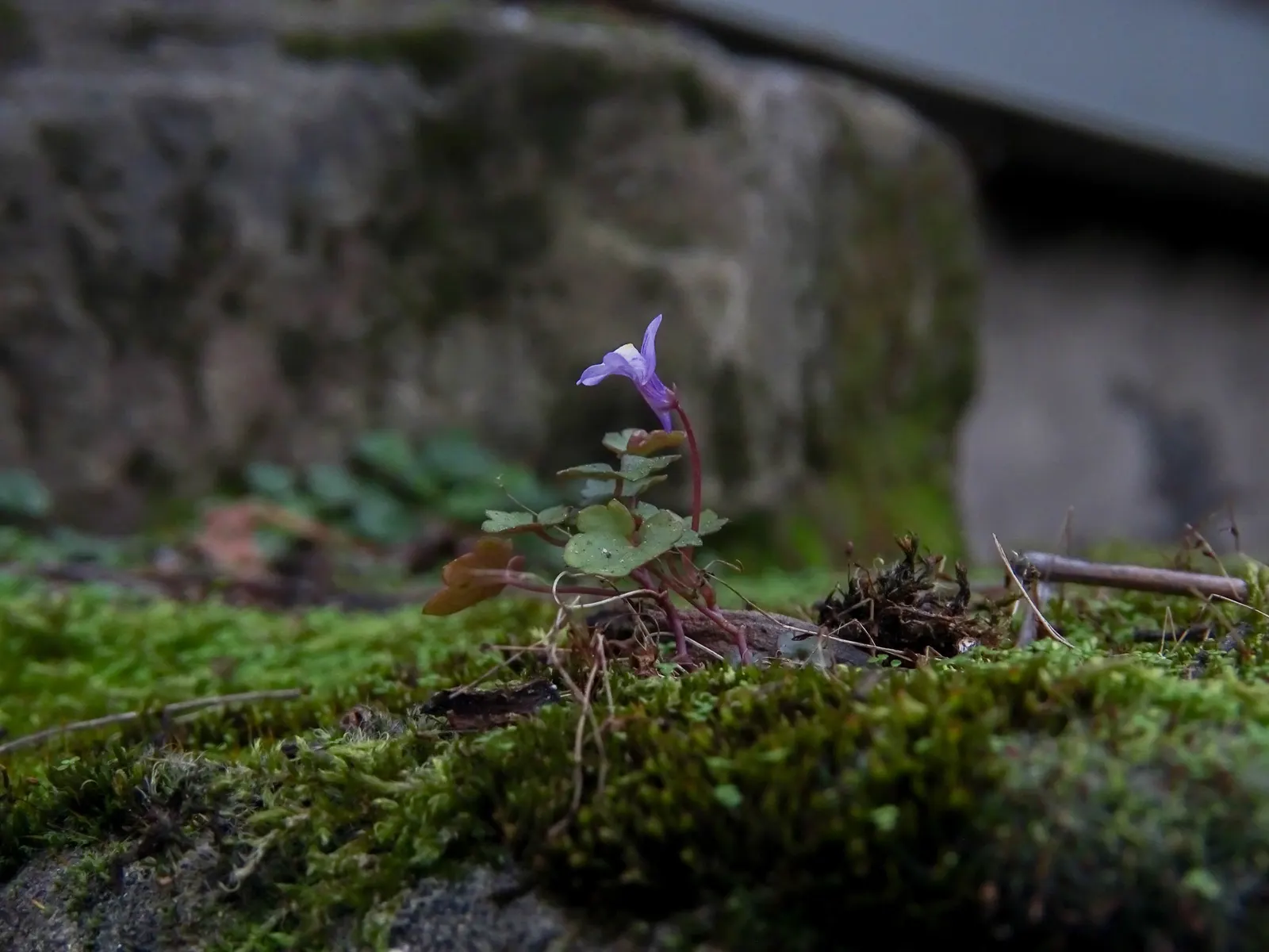 Kenilworth Ivy (Cymbalaria Muralis) — perennial for deep shade or shade