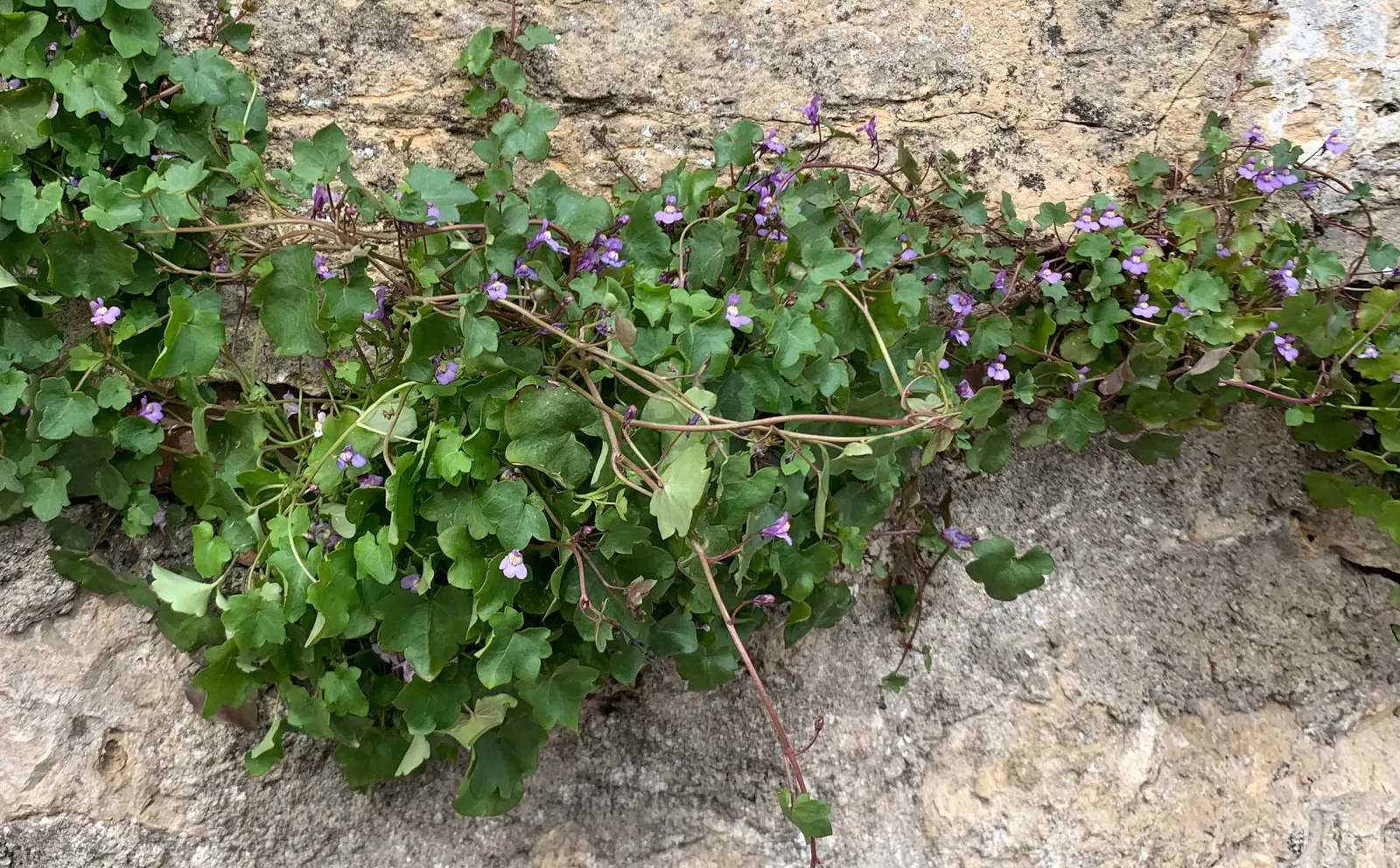 Kenilworth Ivy (Cymbalaria Muralis) — Native to Europe and the Mediterranean; perennial with lavender and multi-colored and white blooms, image 116