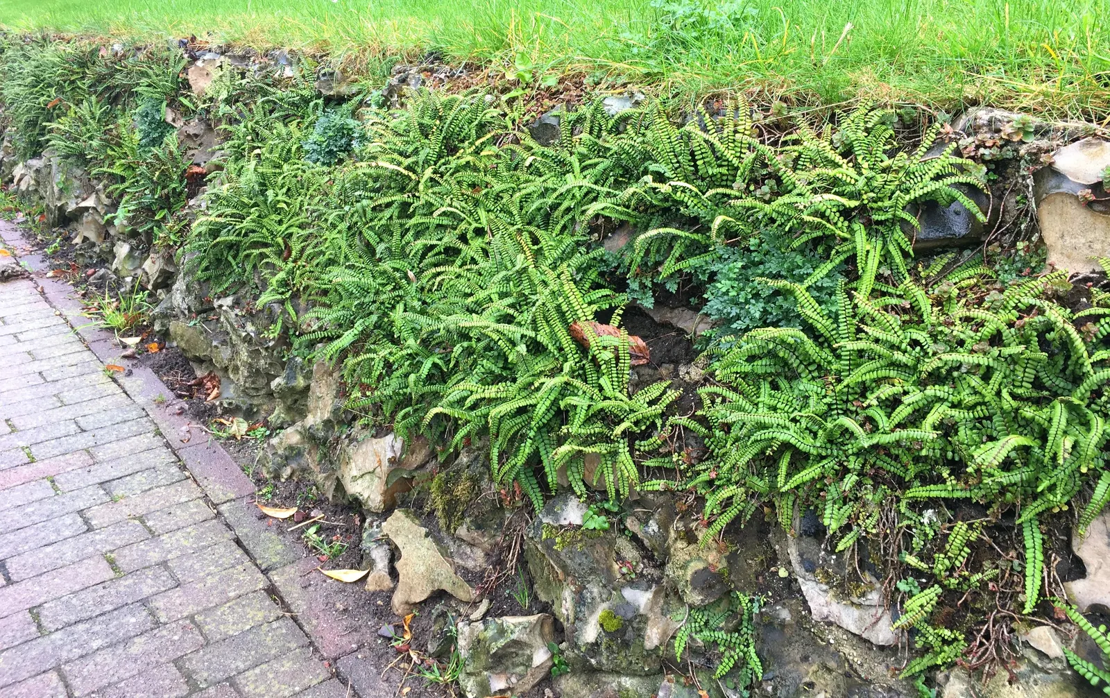 Kenilworth Ivy (Cymbalaria Muralis) — scalloped leaves measuring just 1 to 3 inches across
