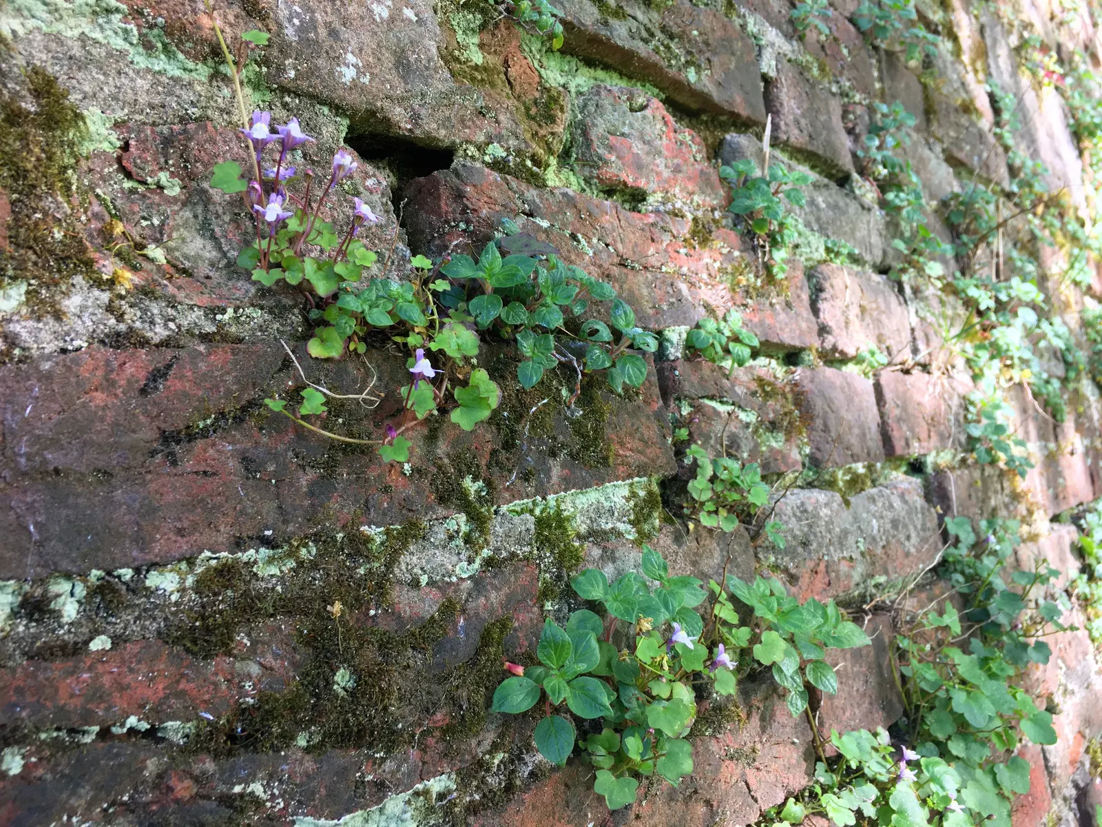 Kenilworth Ivy (Cymbalaria Muralis) — this ivy can bring an enchanting fairy-tale ambiance and is relatively low maintenance; this ivy features, image 101