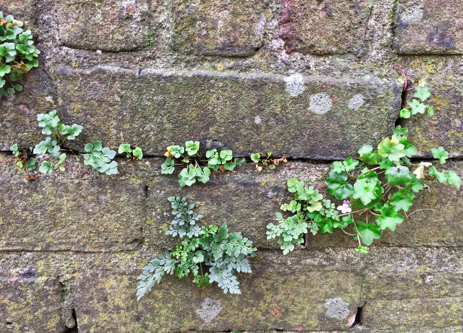 Kenilworth Ivy (Cymbalaria Muralis) — snapdragon-like flowers; the blooms are a subtle shade of lilac with intricate yellow and purple markings