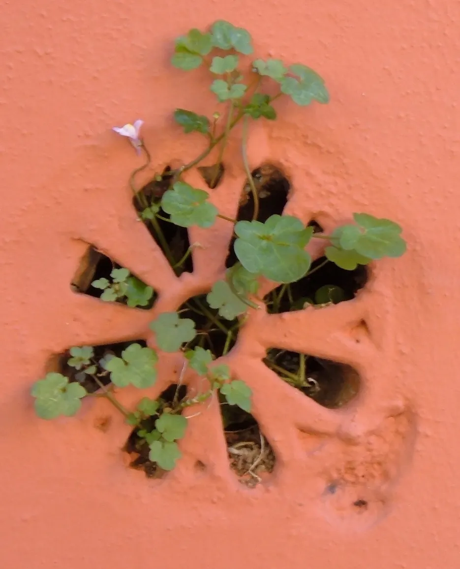 Kenilworth Ivy (Cymbalaria Muralis) — Native to Europe and the Mediterranean; perennial with lavender and multi-colored and white blooms, image 89