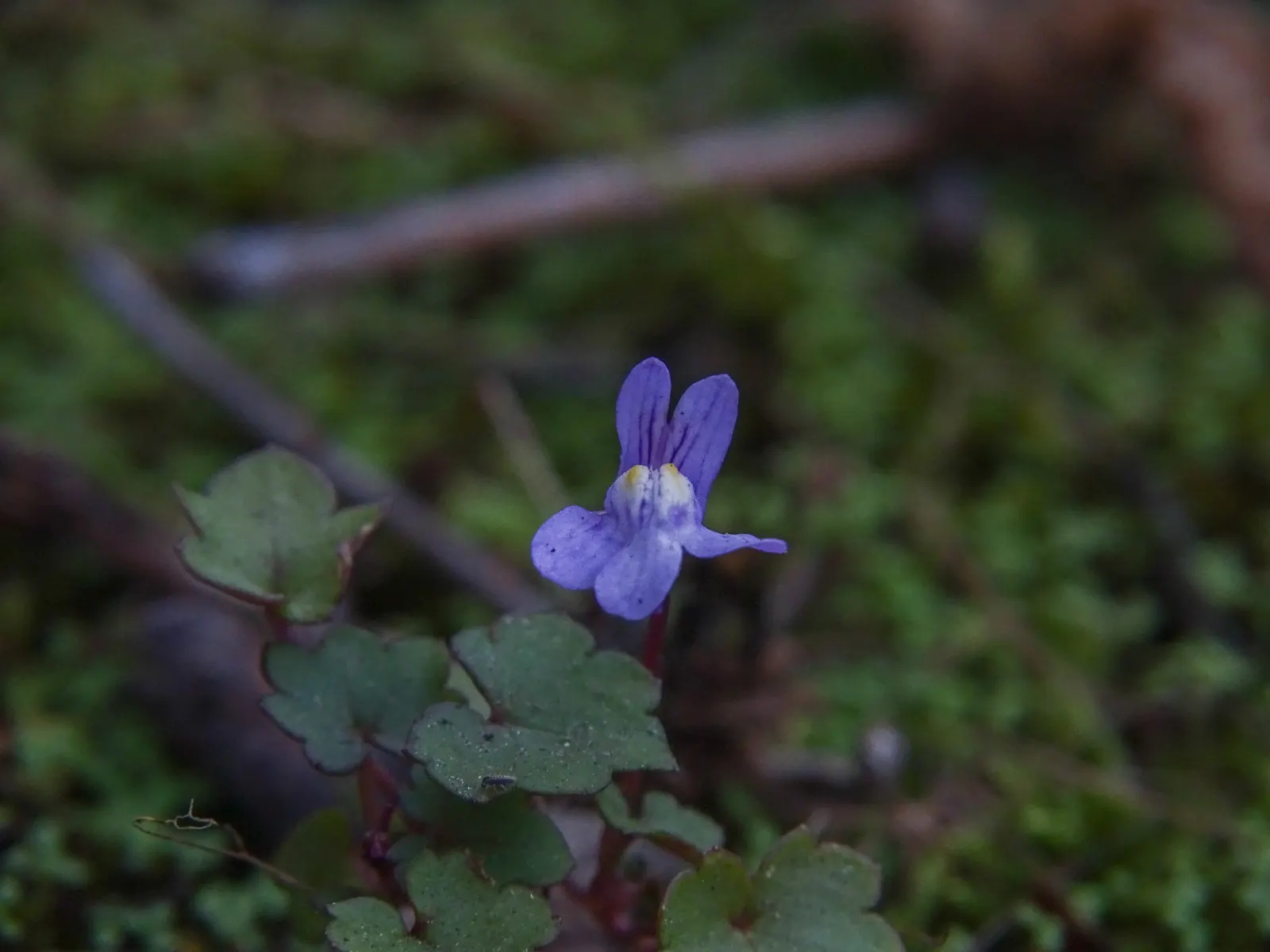 Kenilworth Ivy (Cymbalaria Muralis) — Reaching only 2-3 inches in height, it thrives in zones 4-8 and prefers moist, well-drained soil; filling, image 57