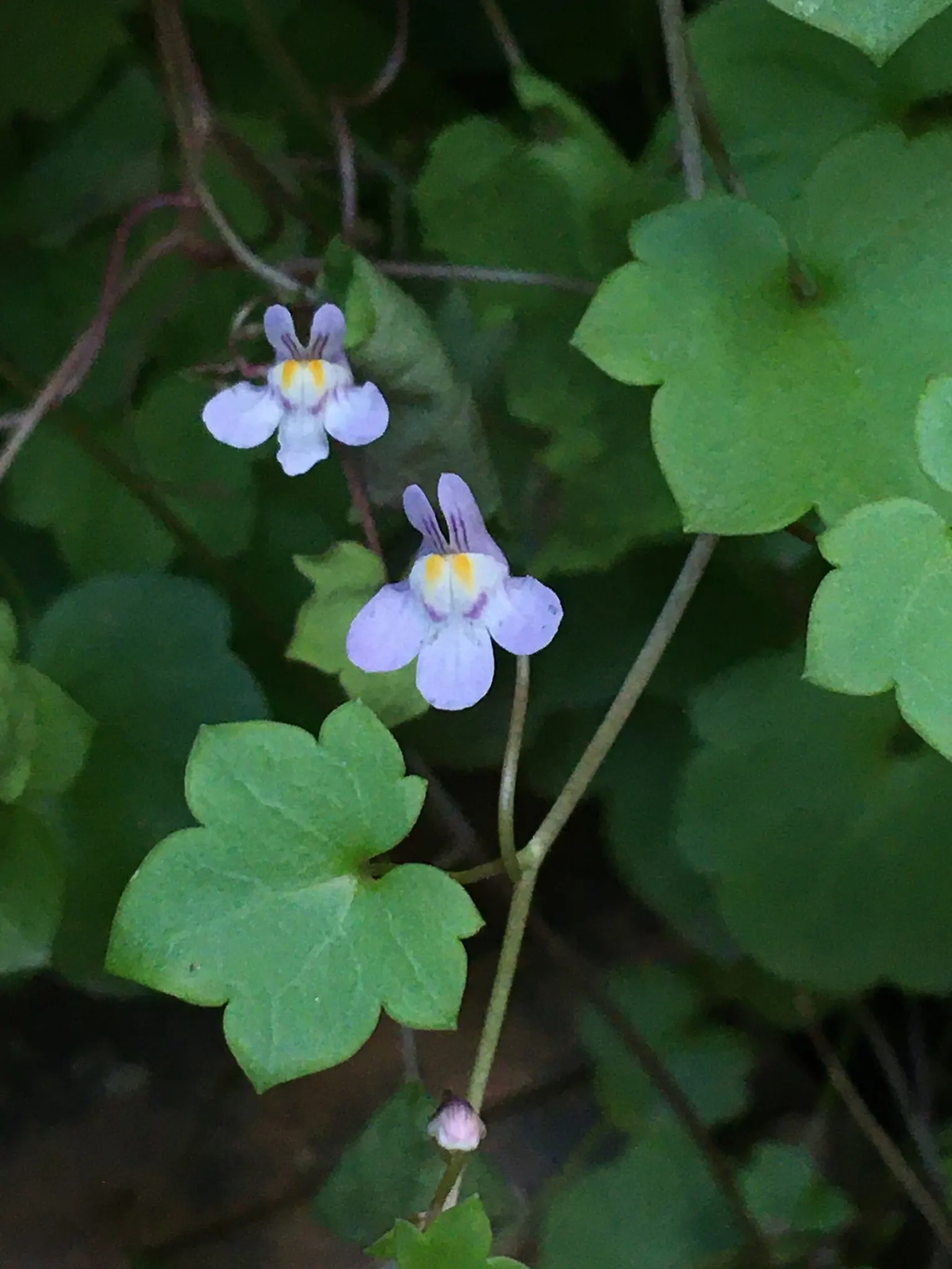 Kenilworth Ivy (Cymbalaria Muralis) — scalloped leaves measuring just 1 to 3 inches across; each flower spans approximately 0.5 inches in diameter.<br><br>As a