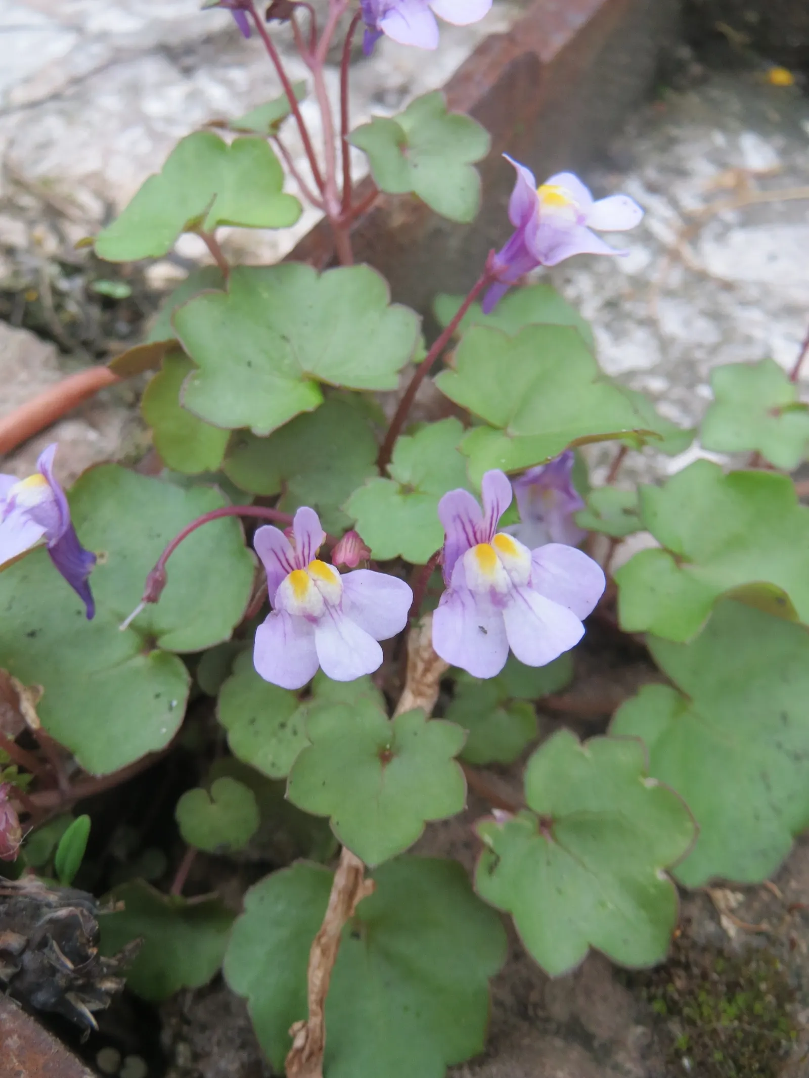 Kenilworth Ivy (Cymbalaria Muralis) — This ivy features delicate, scalloped leaves and small, lilac blooms with yellow throats; during the growing, image 83