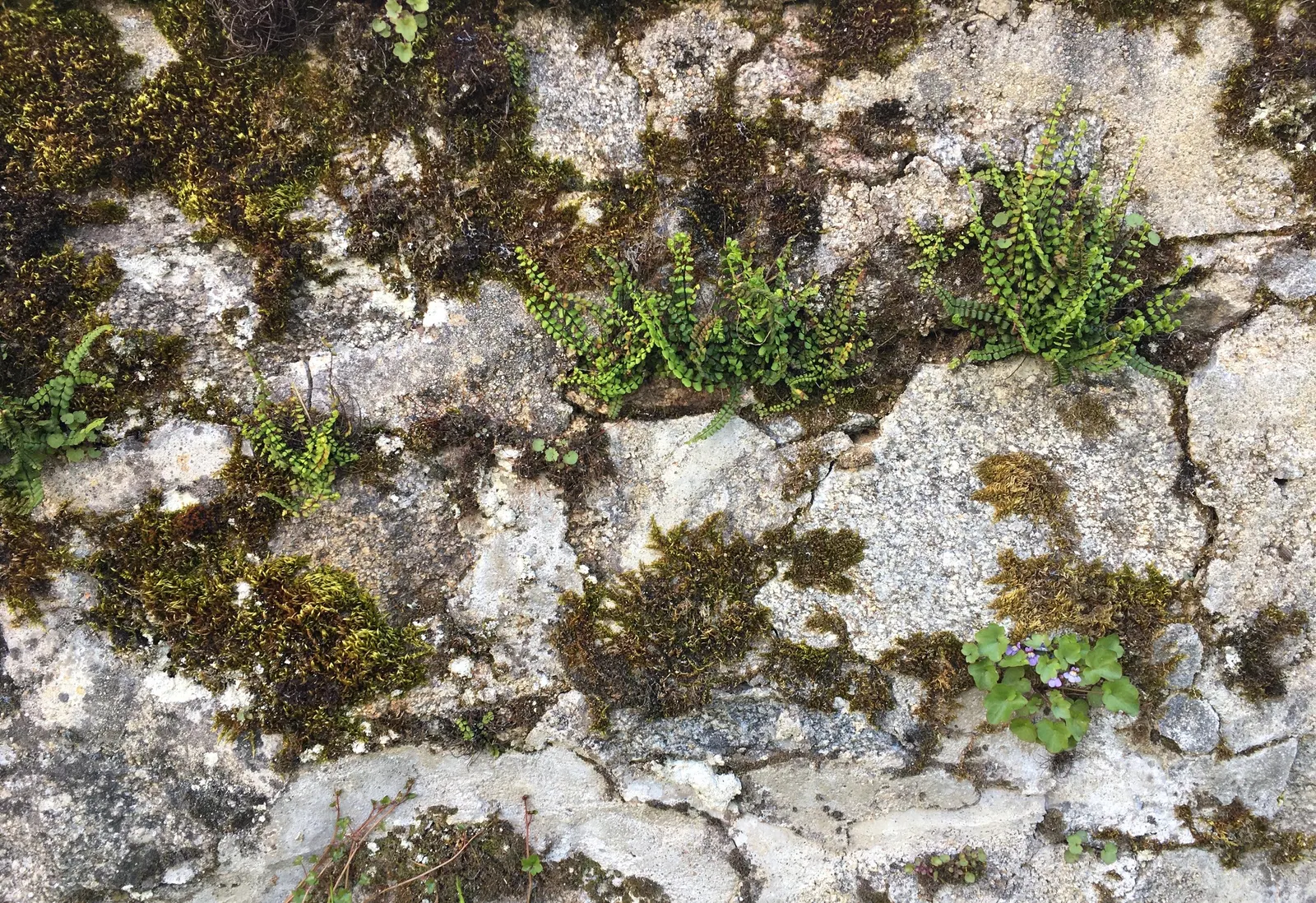 Kenilworth Ivy (Cymbalaria Muralis) — this vining plant is famed for its petite; scientifically known as Cymbalaria muralis, image 63