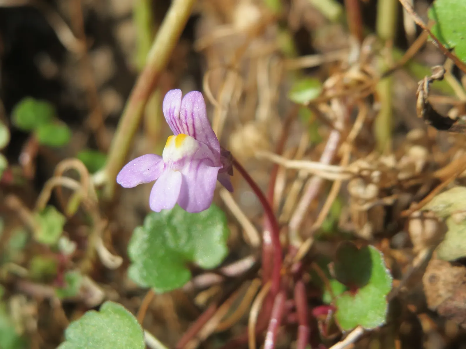 Kenilworth Ivy (Cymbalaria Muralis) — is a charming perennial ideal for softening hard landscapes; or planting in rock gardens, image 142