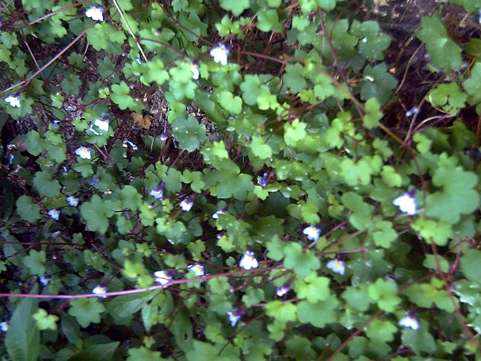 Kenilworth Ivy (Cymbalaria Muralis) — or planting in rock gardens; particularly in drier climates or seasons, image 73