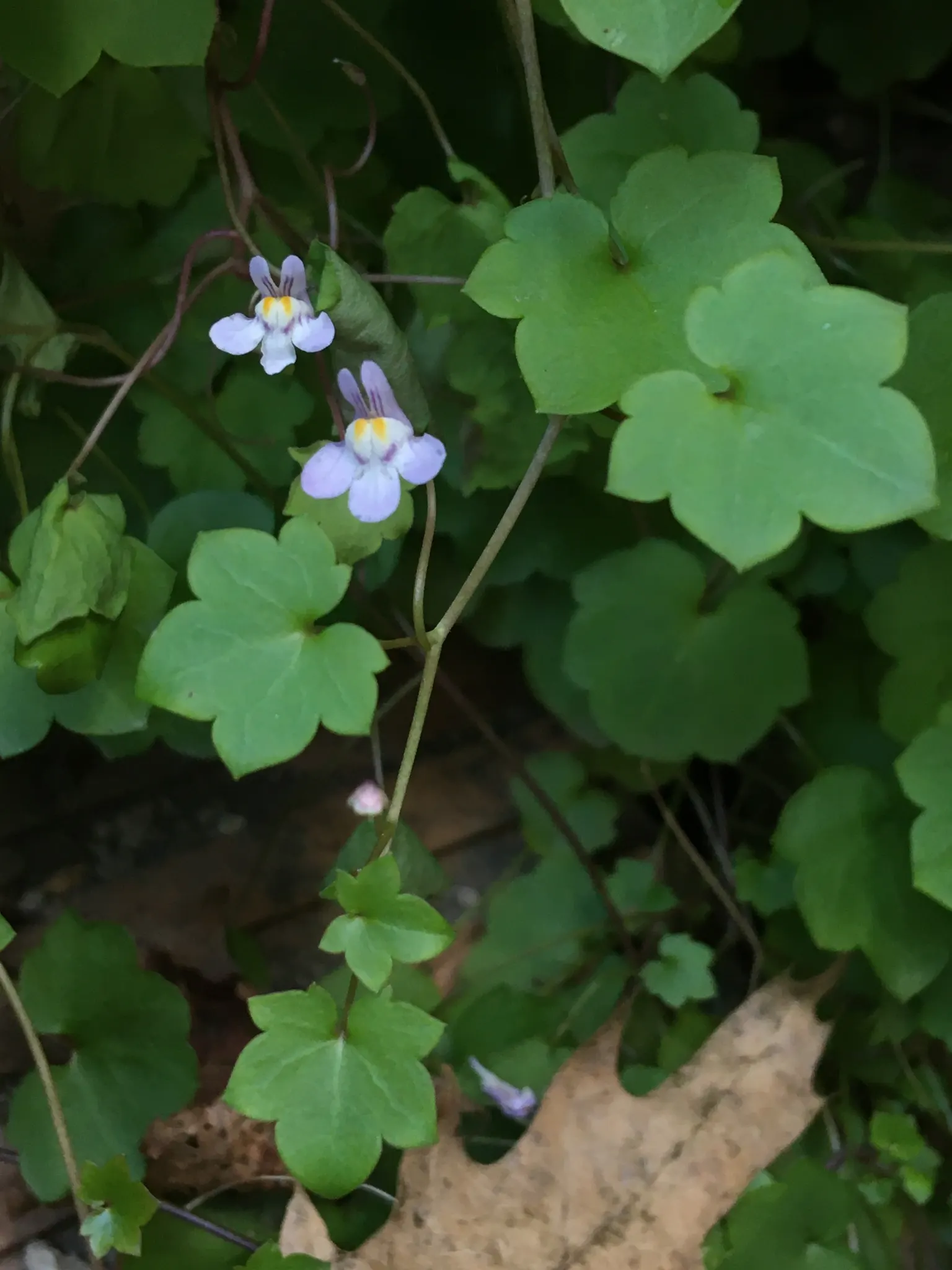Kenilworth Ivy (Cymbalaria Muralis) — Each flower spans approximately 0.5 inches in diameter.<br><br>As a low-growing ground cover
