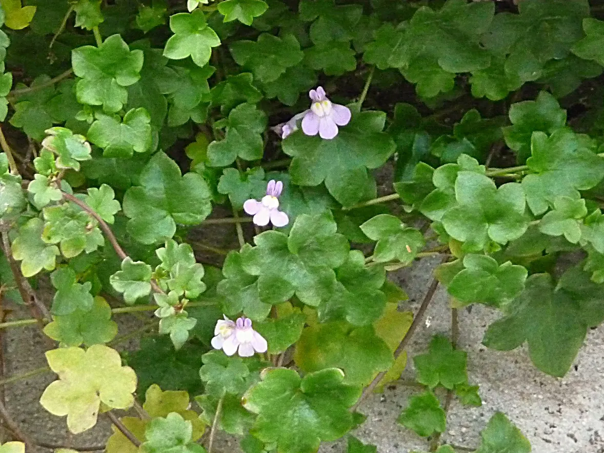Kenilworth Ivy (Cymbalaria Muralis) — Kenilworth Ivy (Cymbalaria muralis) is a charming, trailing perennial ideal for shade gardens; its prolific self-seeding