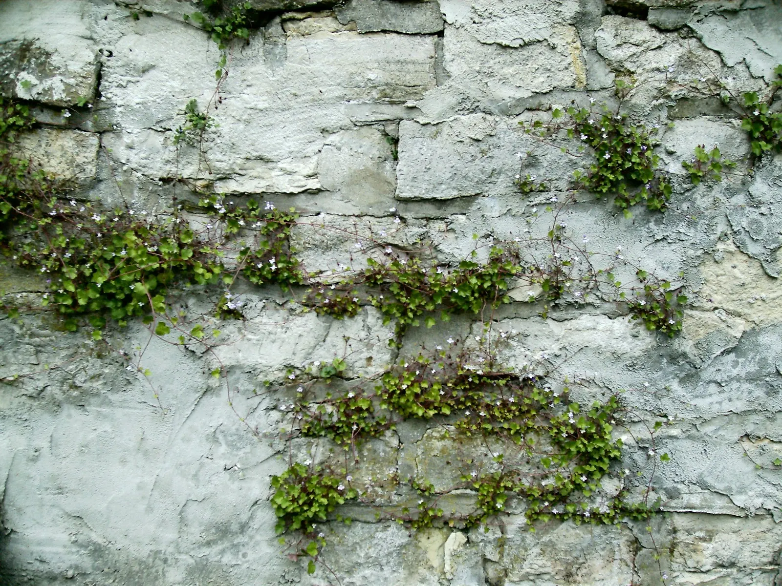 Kenilworth Ivy (Cymbalaria Muralis) — it prefers well-draining soil rich in organic matter.<br><br>Due to its trailing habit and modest height, image 97