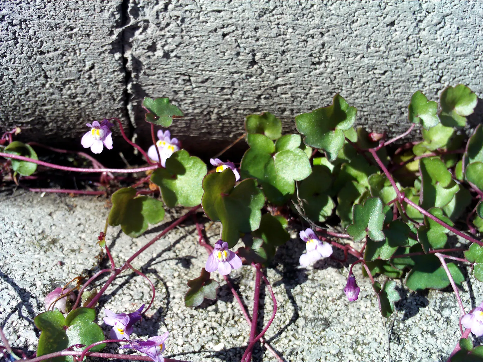 Kenilworth Ivy (Cymbalaria Muralis) — It thrives in USDA zones 4 through 8, favoring partially shady to full shade conditions; it requires moderate, image 96
