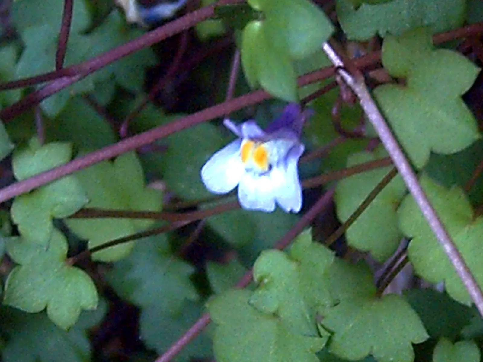 Kenilworth Ivy (Cymbalaria Muralis) — Reaching only 2-3 inches in height, it thrives in zones 4-8 and prefers moist, well-drained soil; filling, image 138