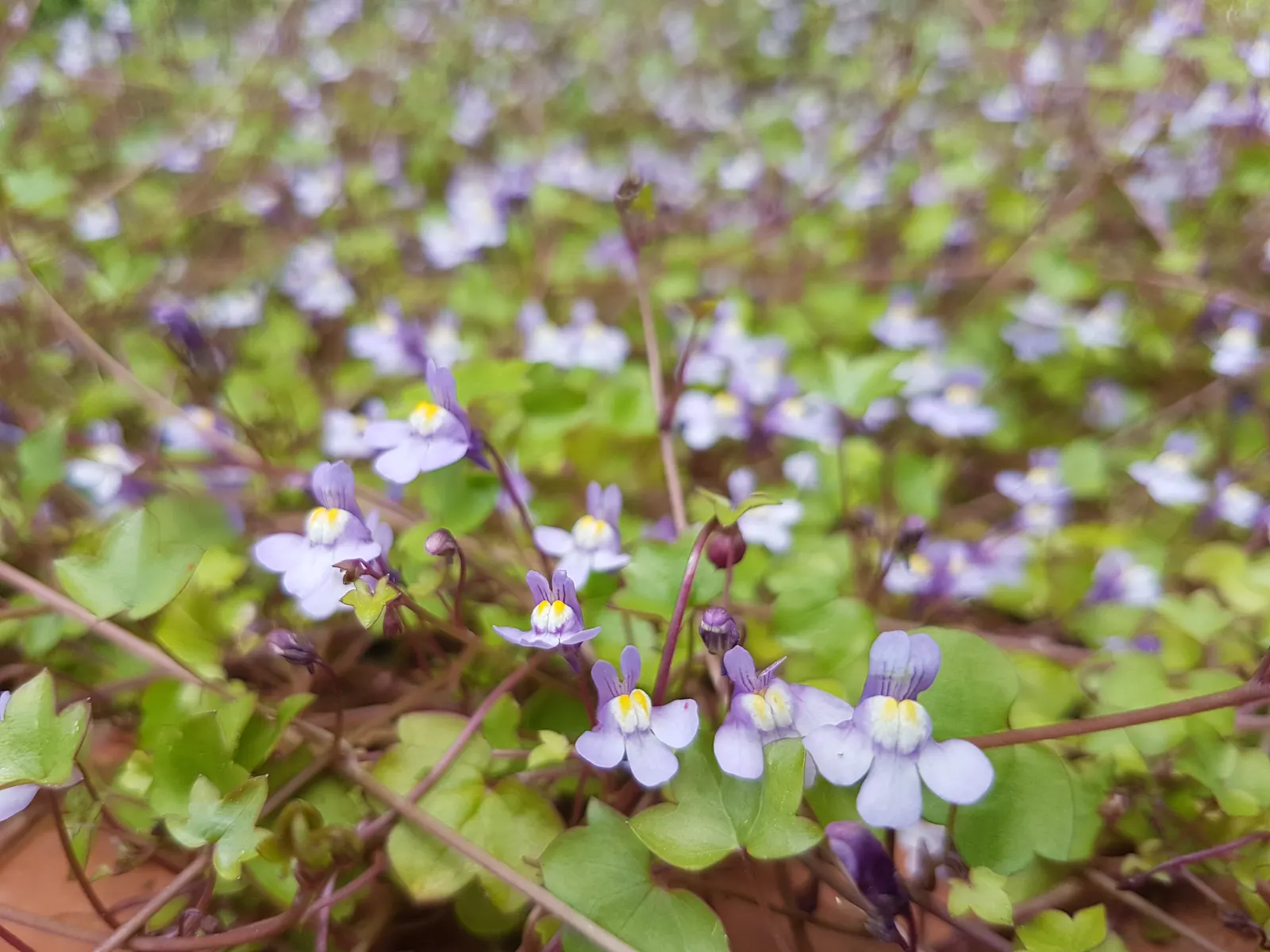 Kenilworth Ivy (Cymbalaria Muralis) — and benefits from occasional trimming to manage its spread, image 104