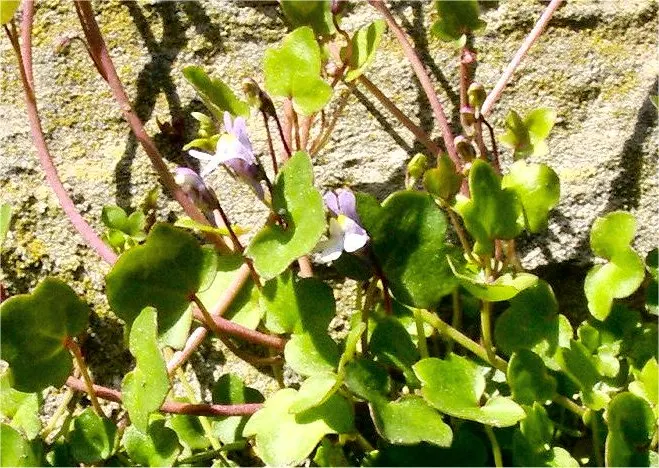 Kenilworth Ivy (Cymbalaria Muralis) — Native to Europe and the Mediterranean; perennial with lavender and multi-colored and white blooms, image 143