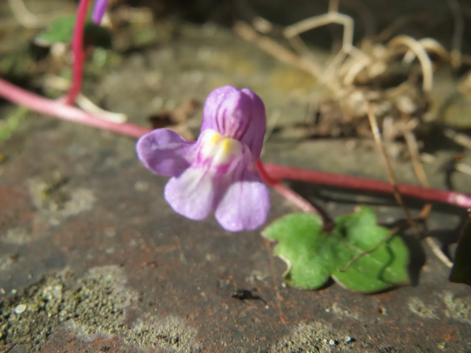 Kenilworth Ivy (Cymbalaria Muralis) — is a charming perennial ideal for softening hard landscapes