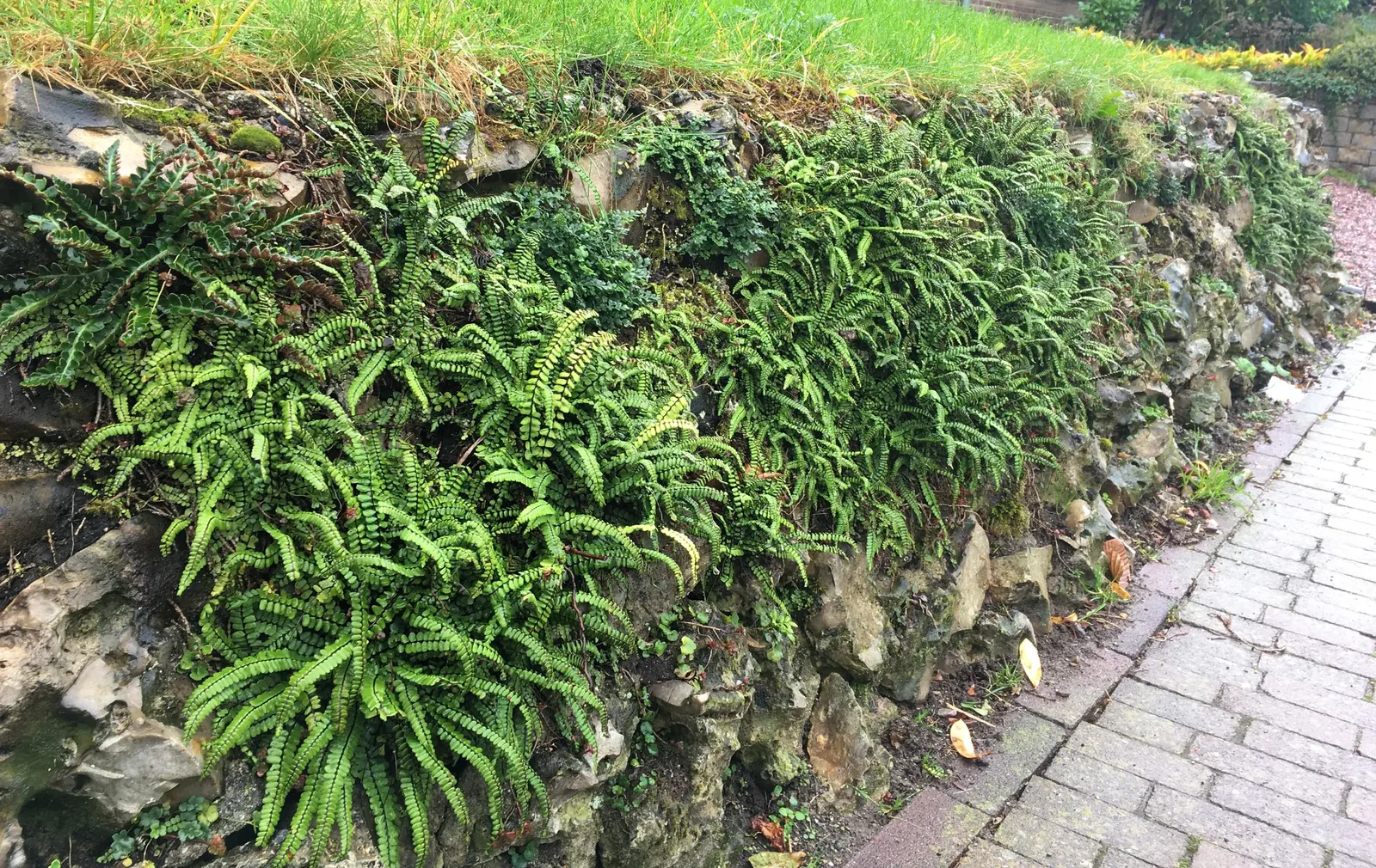 Kenilworth Ivy (Cymbalaria Muralis) — perennial with lavender and multi-colored and white blooms; cymbalaria muralis is an excellent choice for, image 107