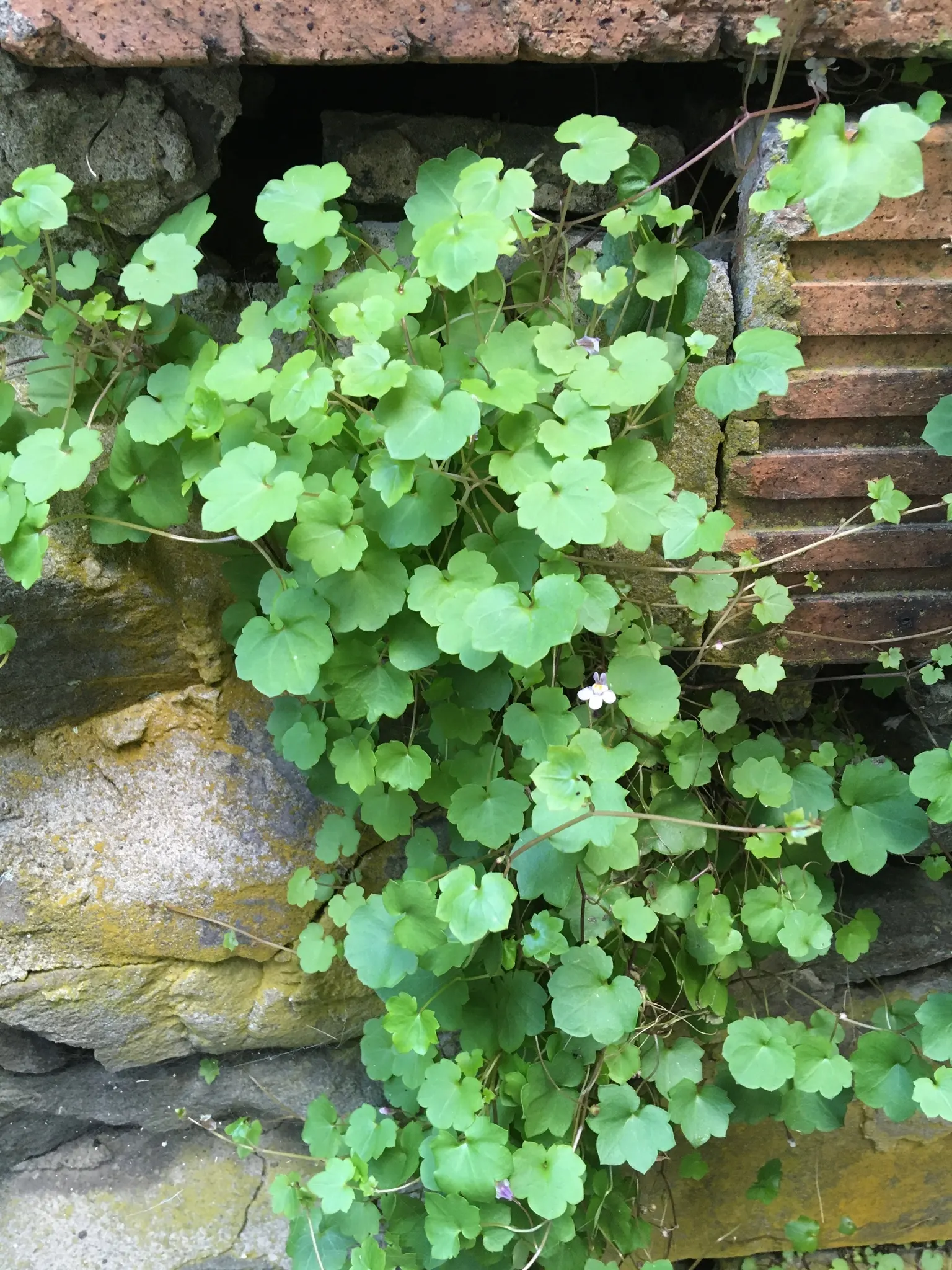 Kenilworth Ivy (Cymbalaria Muralis) — scientifically known as Cymbalaria muralis; snapdragon-like flowers; the blooms are a subtle shade of lilac with