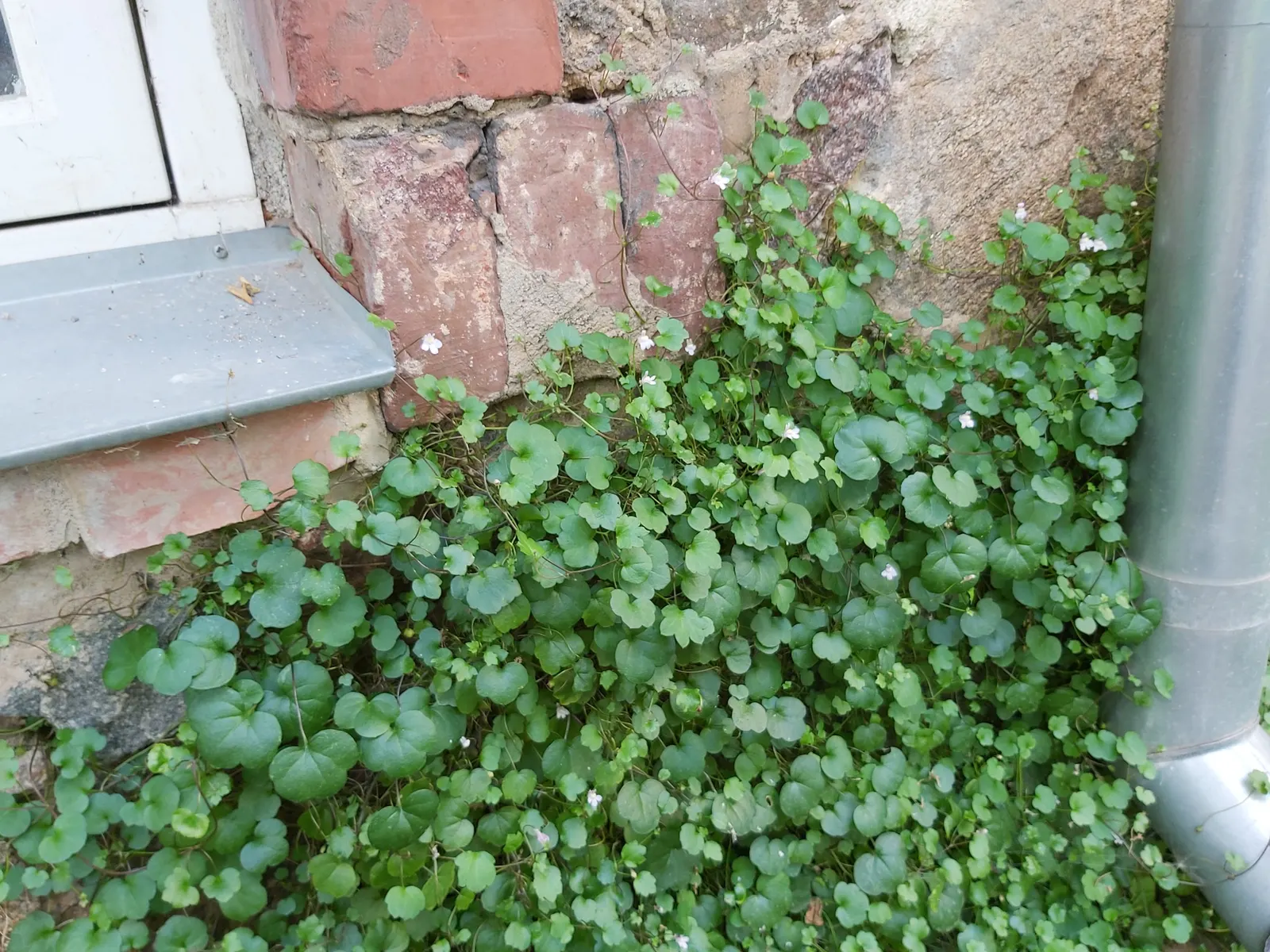 Kenilworth Ivy (Cymbalaria Muralis) — lavender and multi-colored and white flowers in the garden; scalloped leaves measuring just 1 to 3 inches across