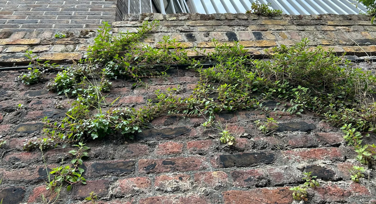 Kenilworth Ivy (Cymbalaria Muralis) — filling spaces between stepping stones; it thrives in USDA zones 4 through 8, favoring partially shady to full shade