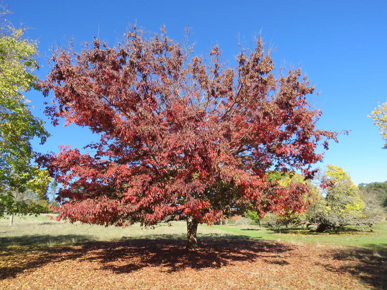 Sawleaf Zelkova (Zelkova Serrata) — ensure adequate room for growth and consider its use as a focal point