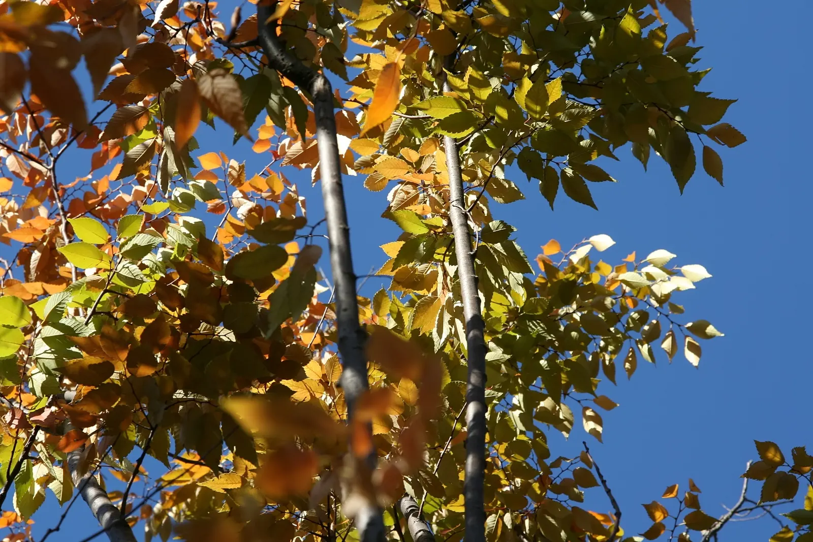 Sawleaf Zelkova (Zelkova Serrata) — offers both aesthetic appeal and resilience; making it a reliable alternative to elms.<br><br>When specifying, image 57