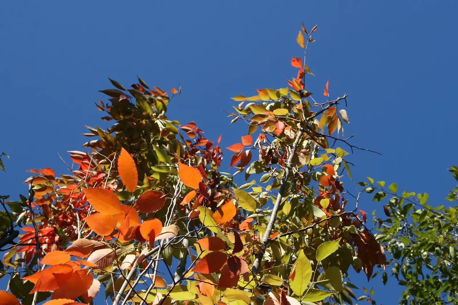 Sawleaf Zelkova (Zelkova Serrata) — the foliage transitions to a spectacular show of oranges; reaching heights of 50-80 feet with a spread of 50-75, image 65