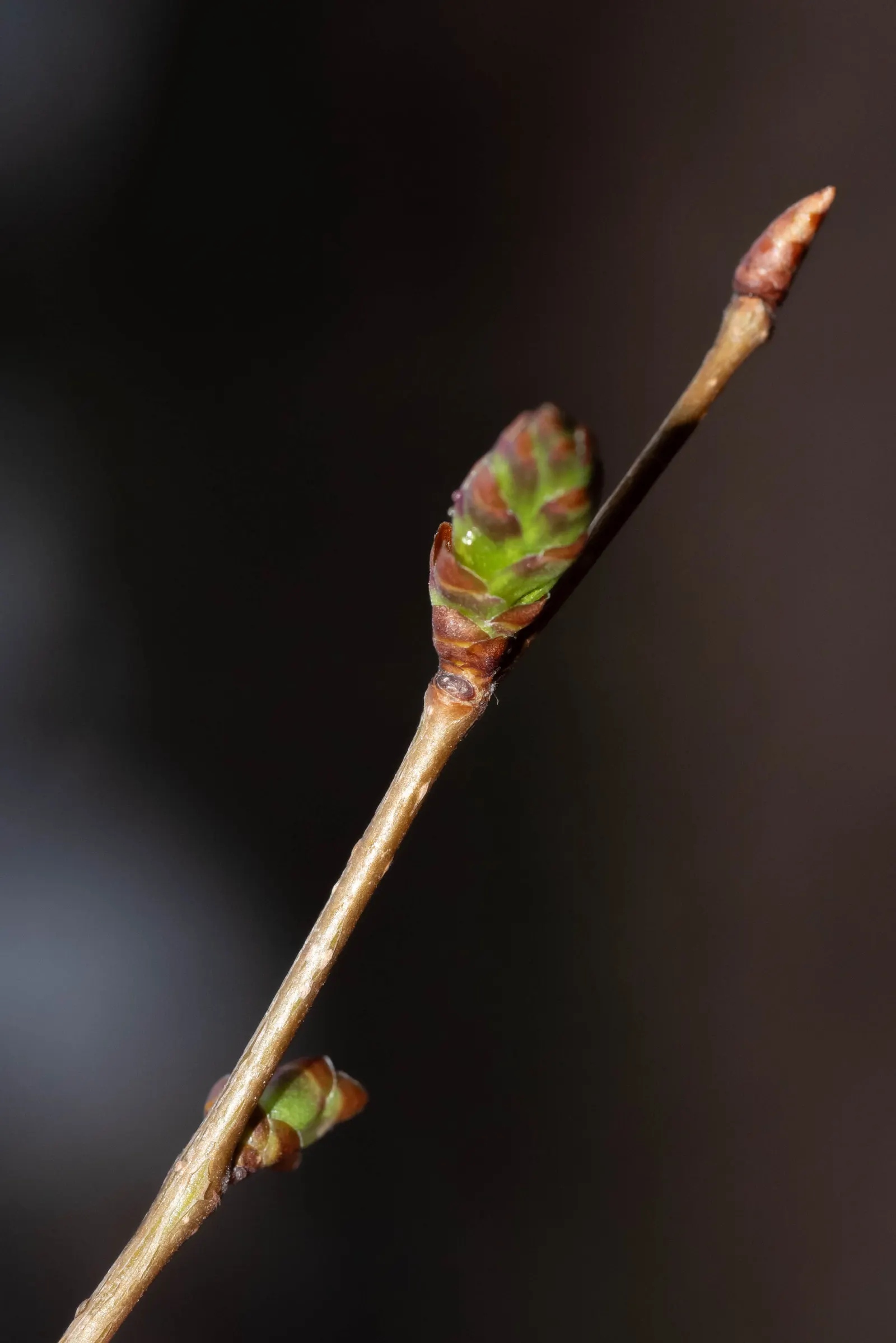 Sawleaf Zelkova (Zelkova Serrata) — which accounts for its common name