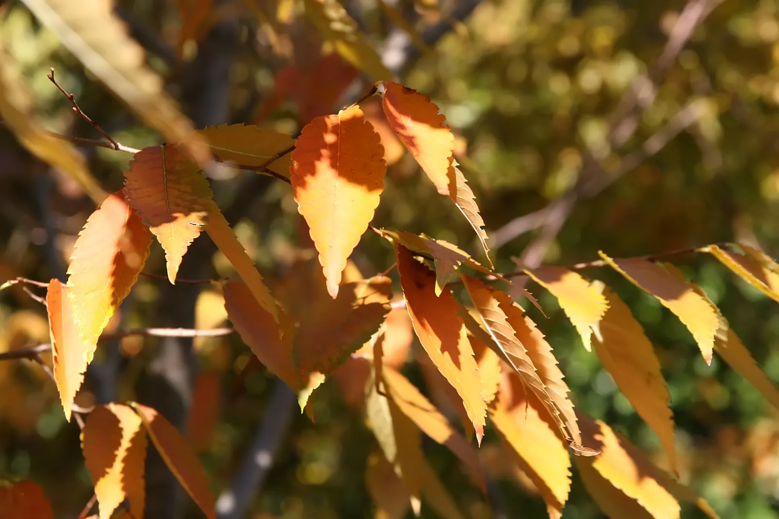 Sawleaf Zelkova (Zelkova Serrata) — Mature specimens reach lofty heights between 50 to 80 feet; the Sawleaf Zelkova promises to enhance the, image 61