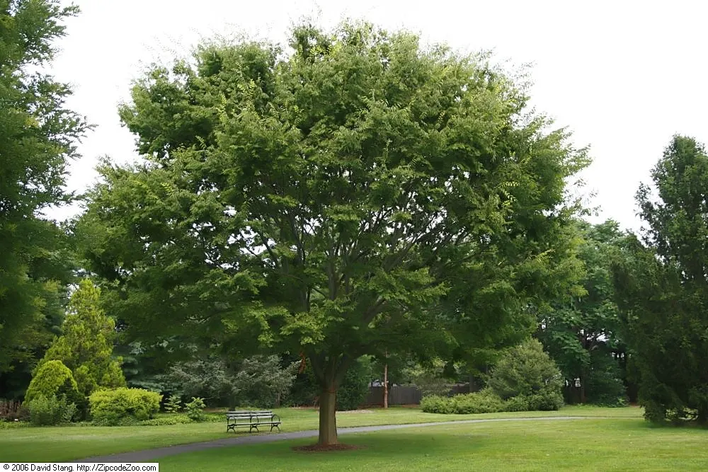 Sawleaf Zelkova (Zelkova Serrata) — is a majestic deciduous tree admired for its vase-like shape; maturing to dark green in summer and, image 51
