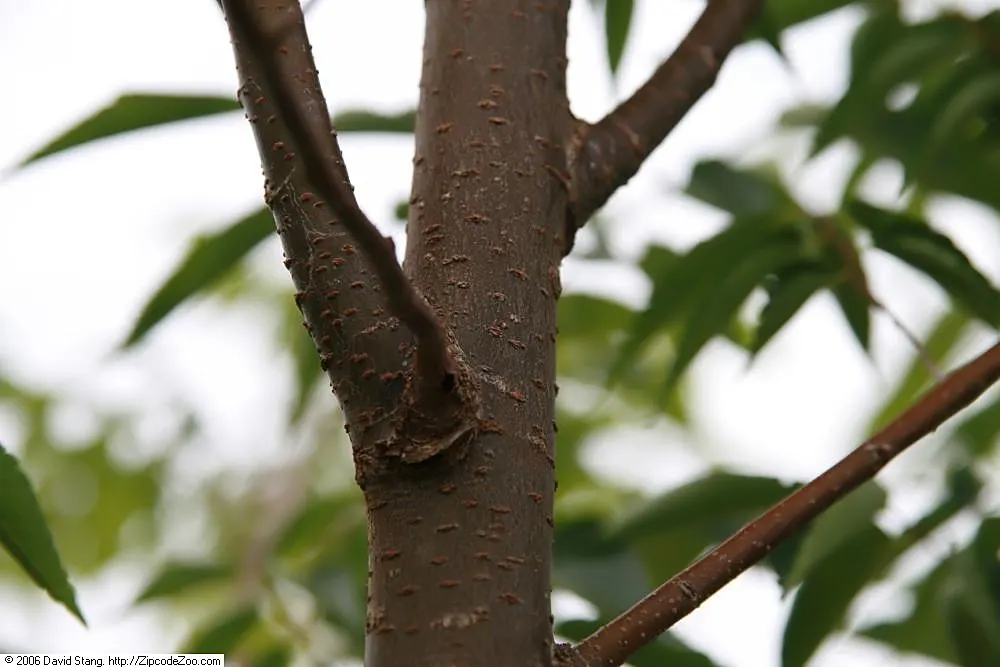 Sawleaf Zelkova (Zelkova Serrata) — Title: Sawleaf Zelkova - Zelkova serrata<br><br>The Sawleaf Zelkova; which accounts for its common name, image 56