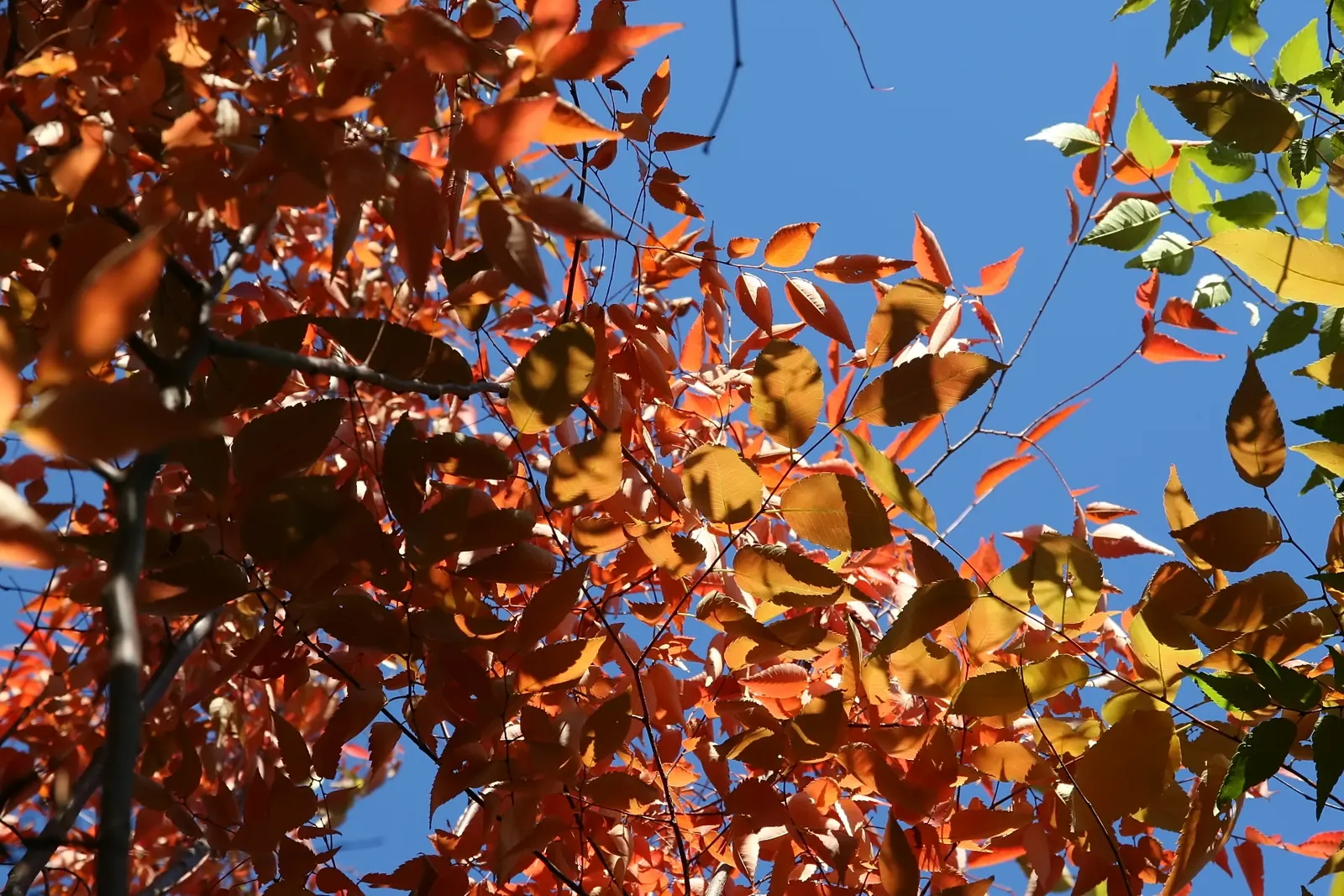 Sawleaf Zelkova (Zelkova Serrata) — including air pollution and varied soil types; with its stately form and seasonal colors, image 68