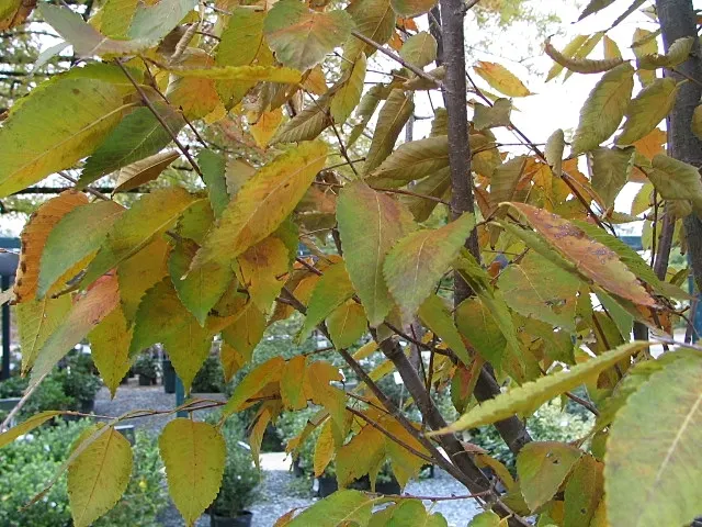 Sawleaf Zelkova (Zelkova Serrata) — withstanding winter lows down to -20°F