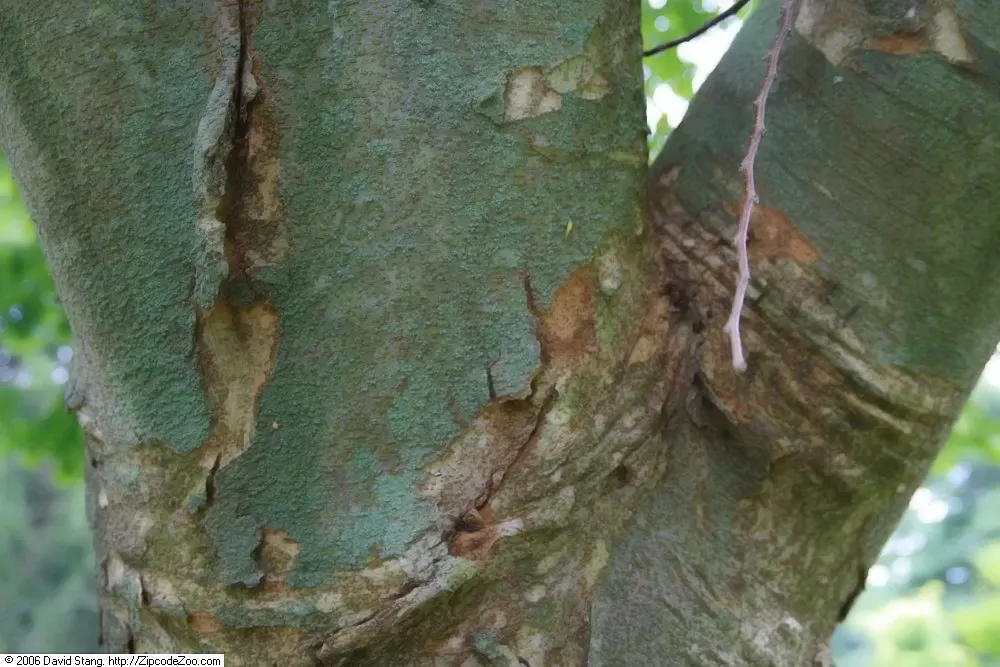 Sawleaf Zelkova (Zelkova Serrata) — making it a reliable alternative to elms.<br><br>When specifying Zelkova serrata