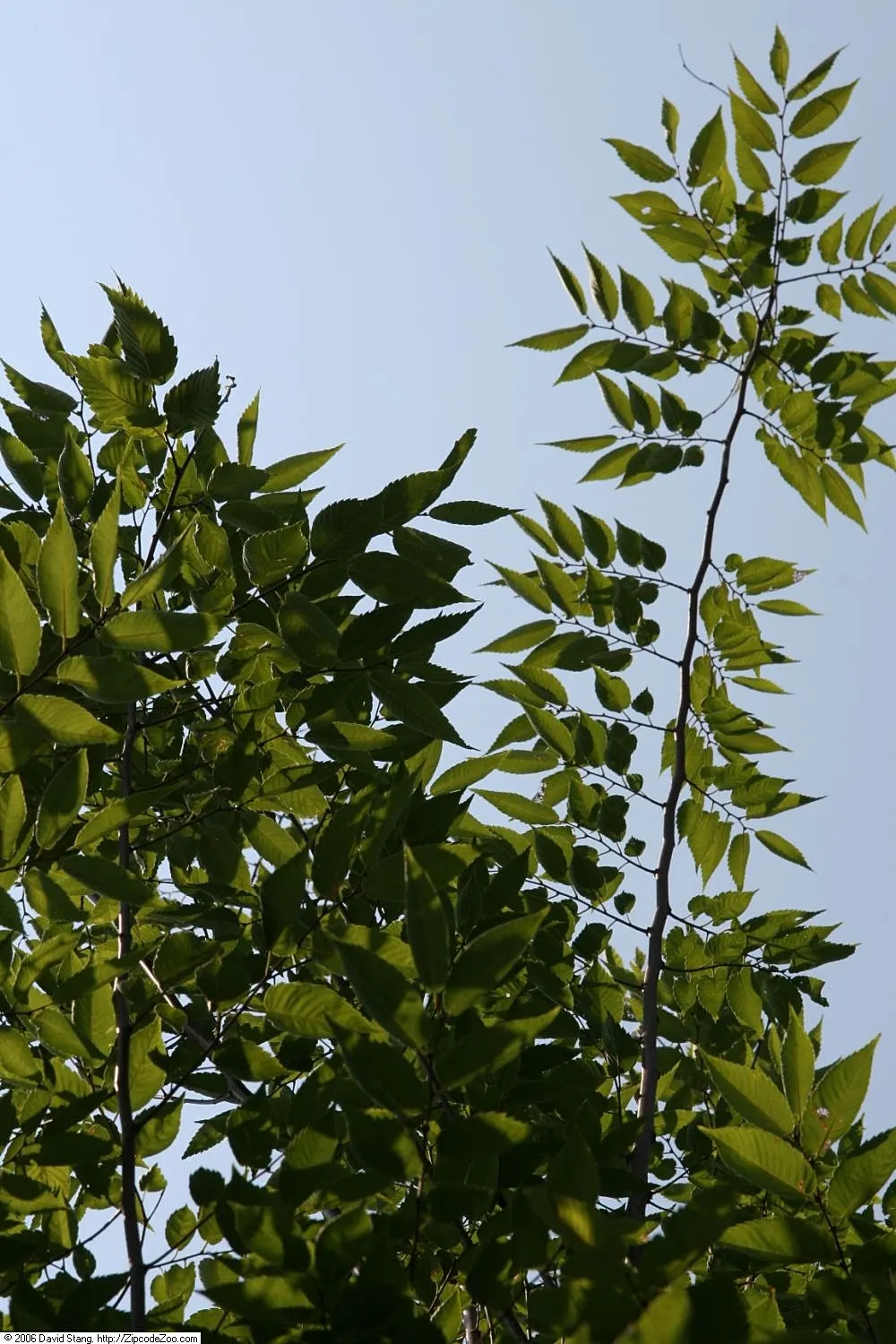 Sawleaf Zelkova (Zelkova Serrata) — This tree is tolerant of urban conditions; providing year-round interest, image 67