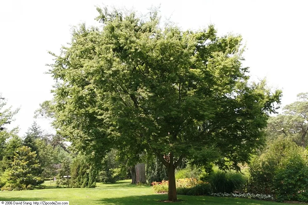 Sawleaf Zelkova (Zelkova Serrata) — ensure adequate room for growth and consider its use as a focal point; is a majestic deciduous tree admired for its