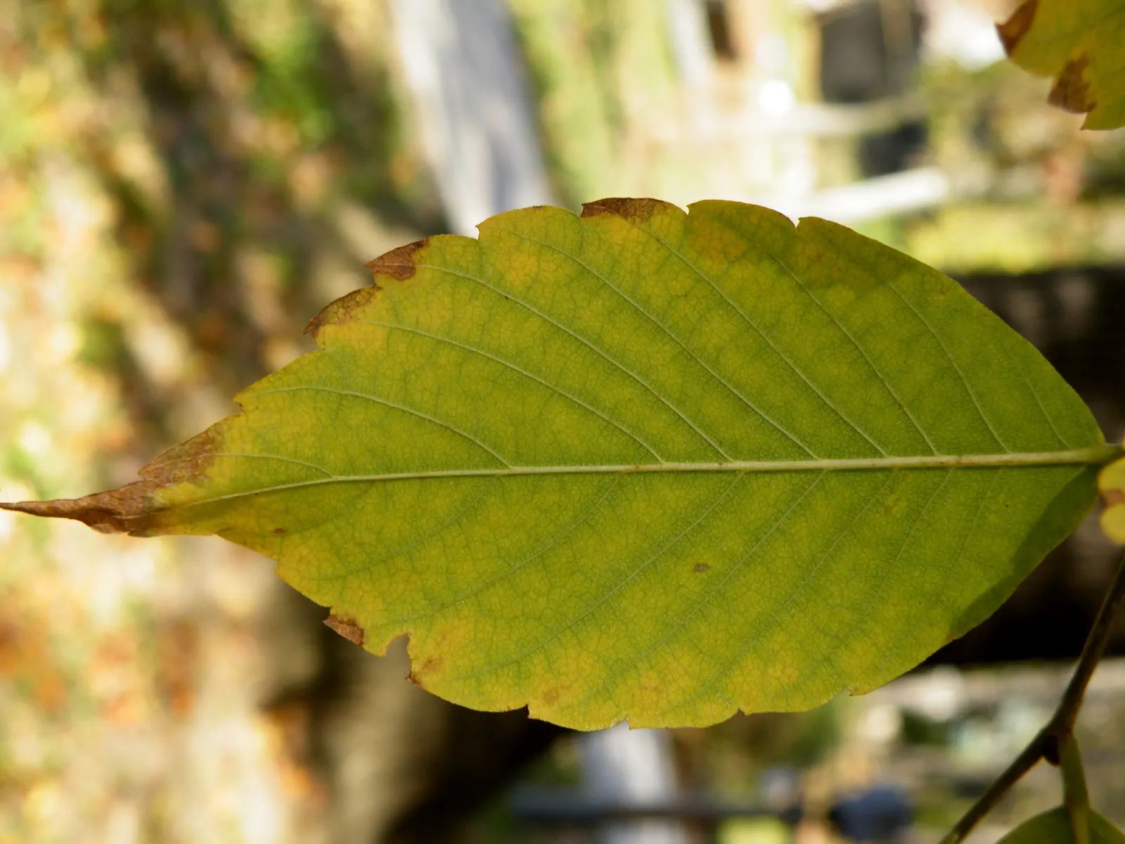 Sawleaf Zelkova (Zelkova Serrata) — reaching heights of 50-80 feet with a spread of 50-75 feet; mature specimens reach lofty heights between 50 to, image 52