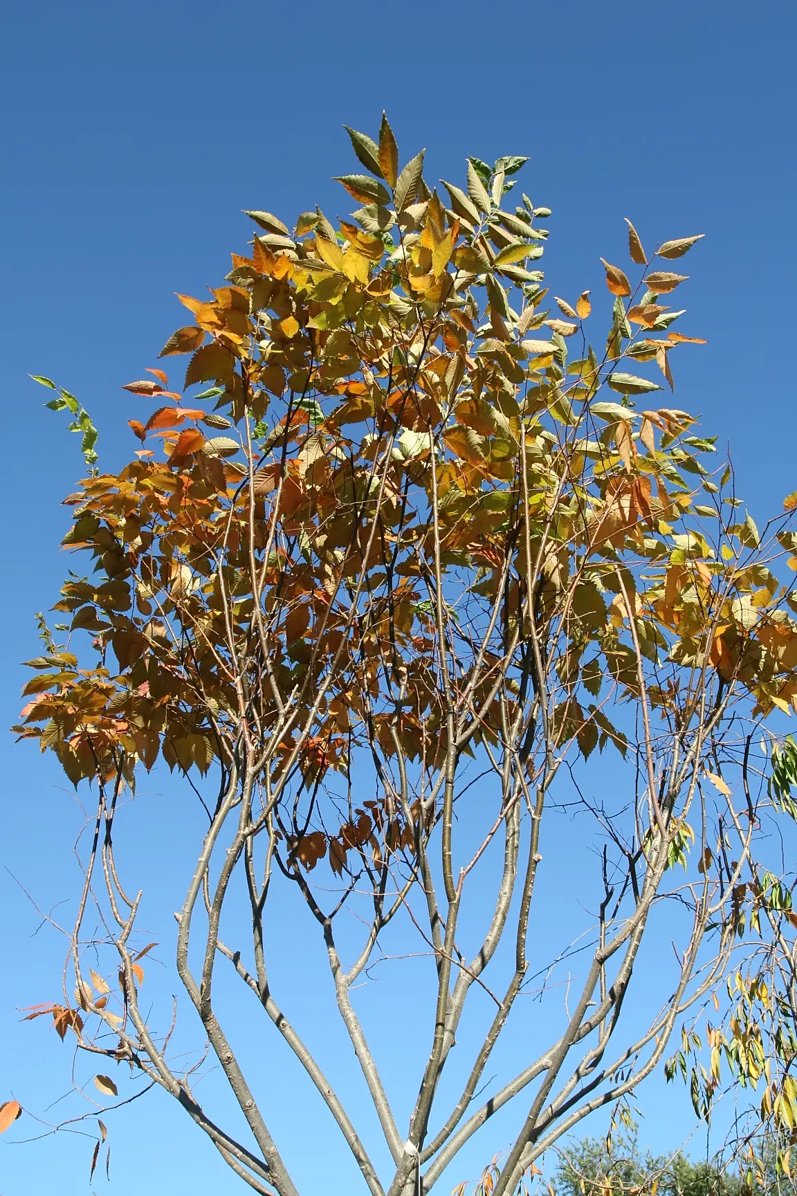 Sawleaf Zelkova (Zelkova Serrata) — tree for full