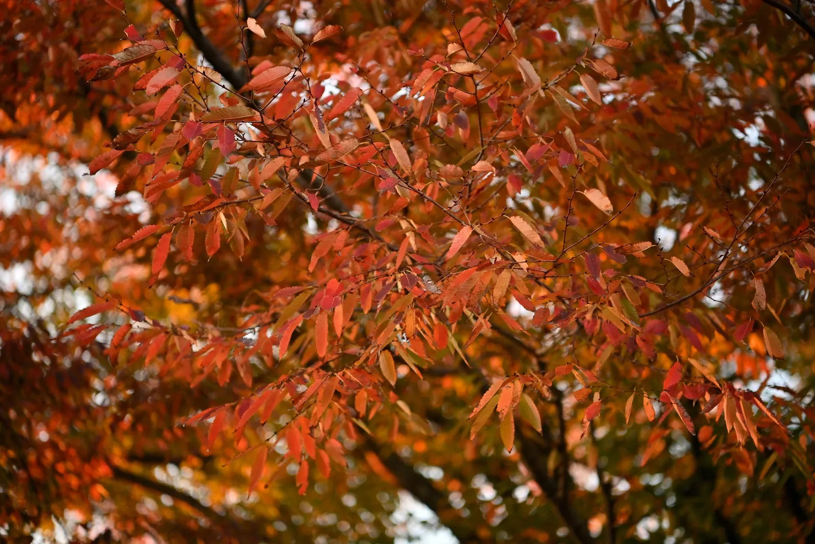 Sawleaf Zelkova (Zelkova Serrata) — including air pollution and varied soil types; with its stately form and seasonal colors