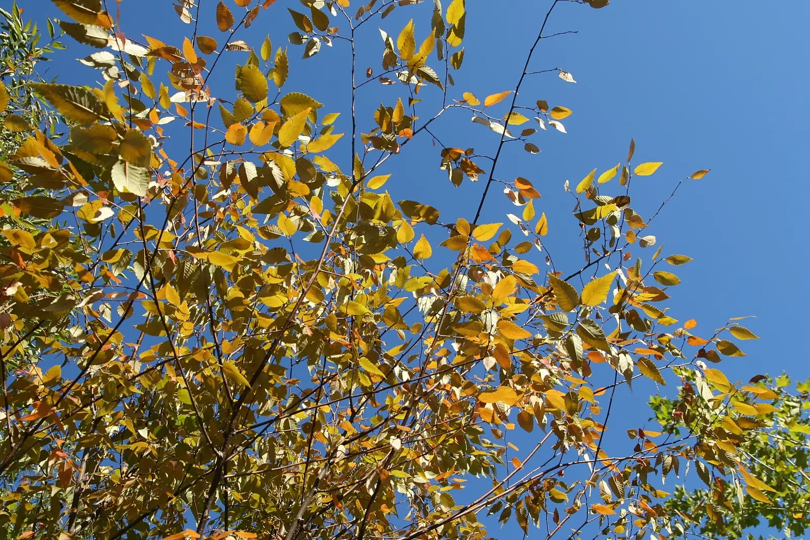 Sawleaf Zelkova (Zelkova Serrata) — This tree is tolerant of urban conditions; providing year-round interest